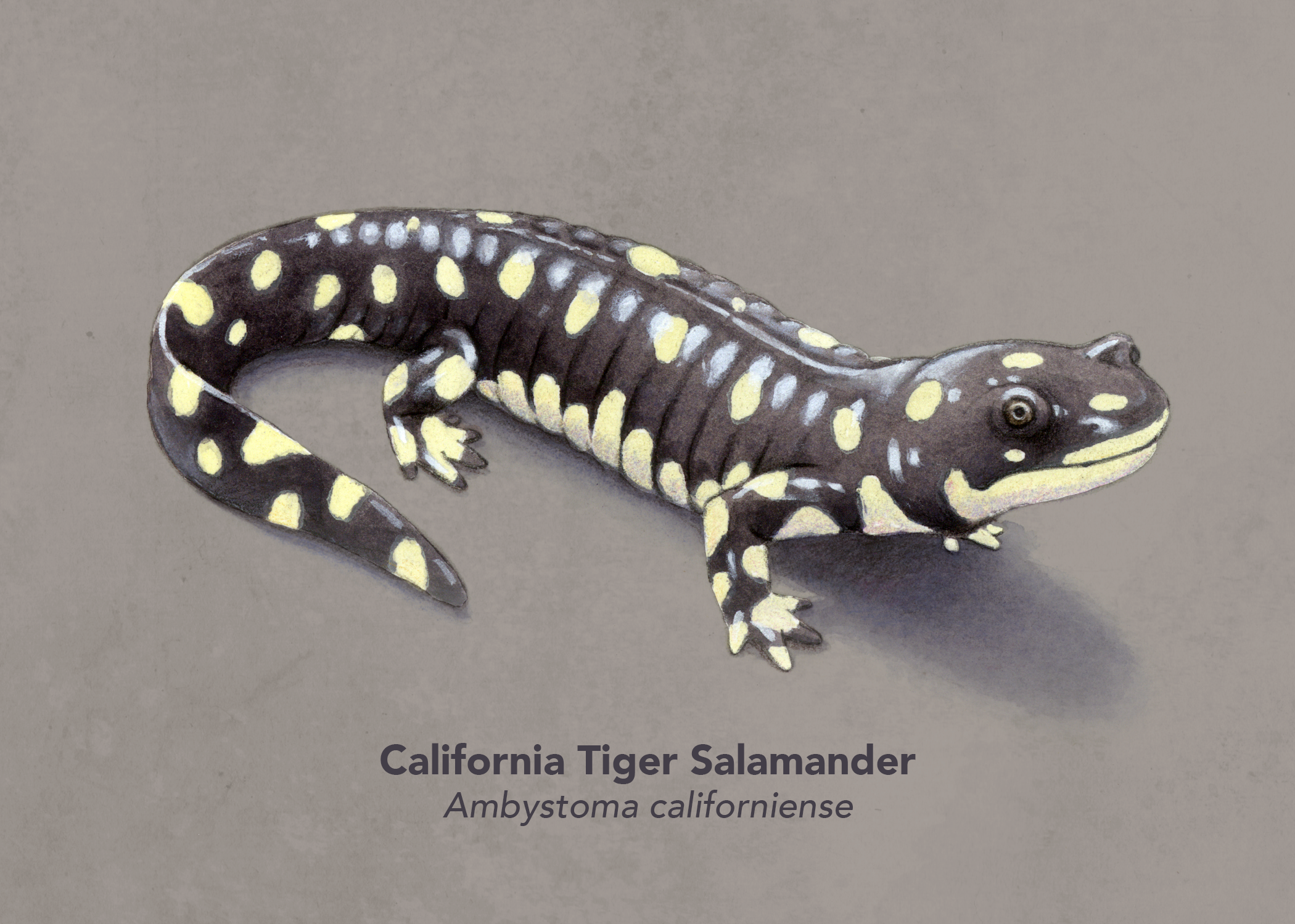 Tiger_Salamander.jpg