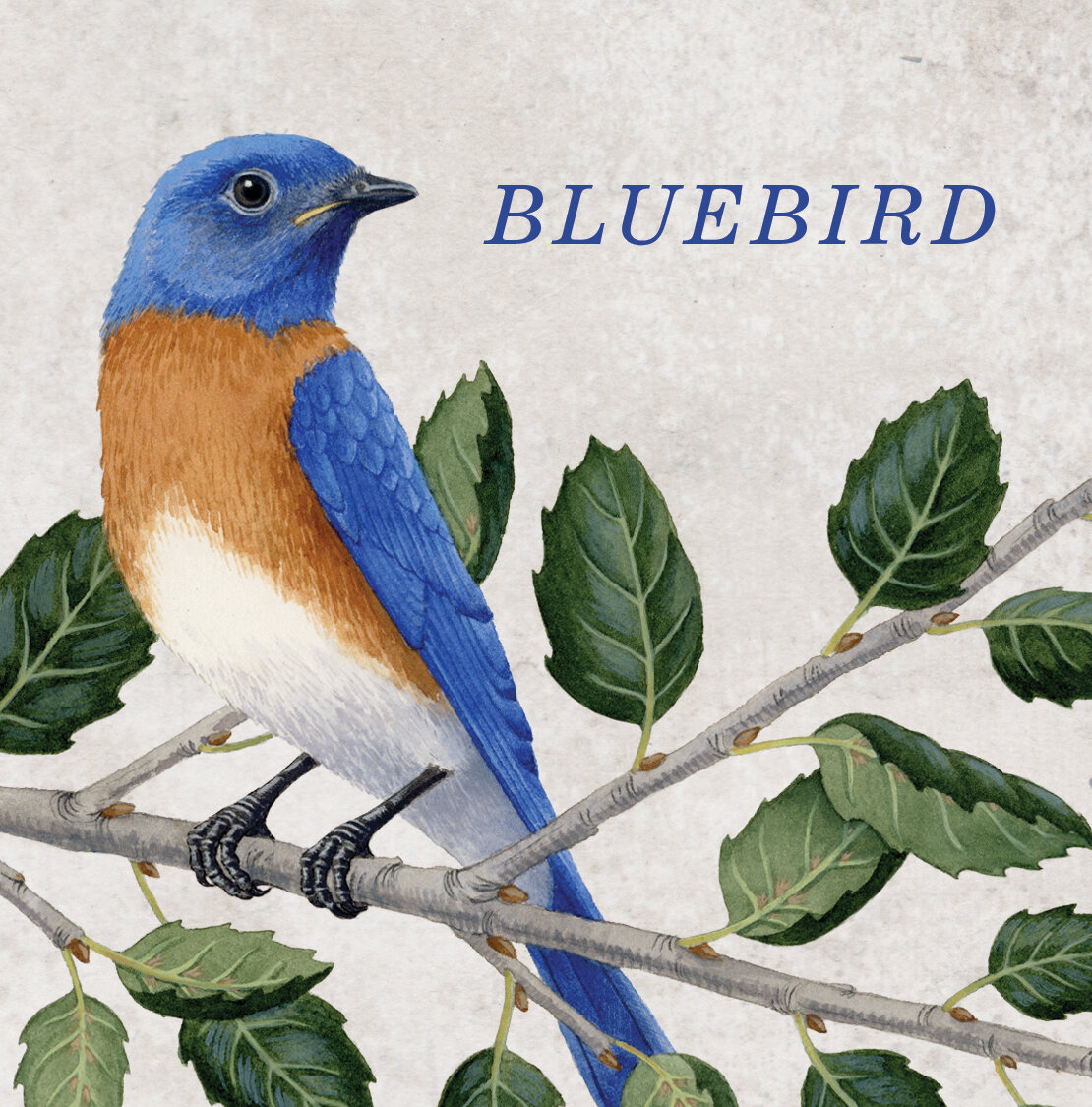 Cima Collina "Bluebird" Red Blend Label