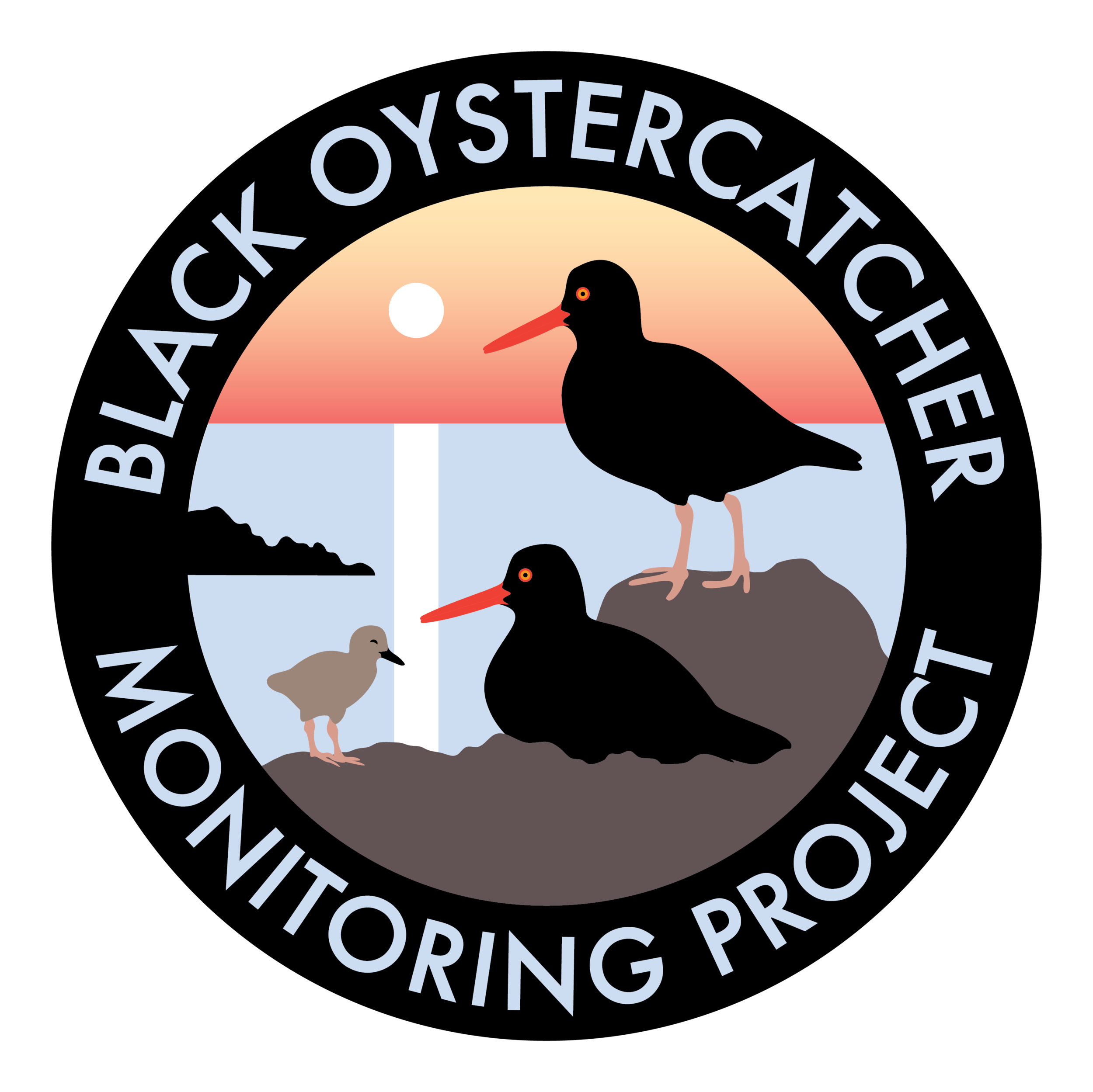 Black Oystercatcher (2)