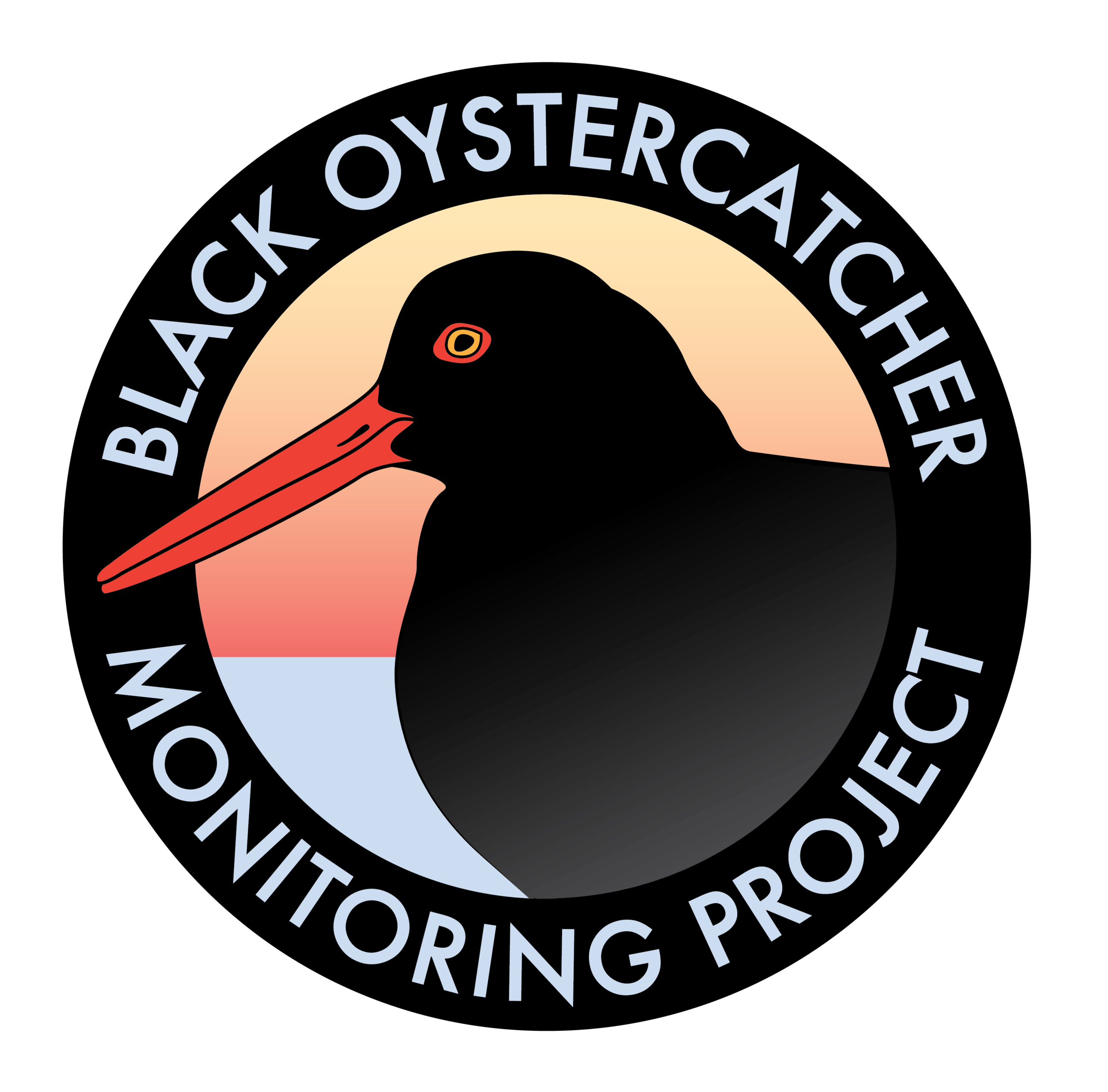 Black Oystercatcher (1)