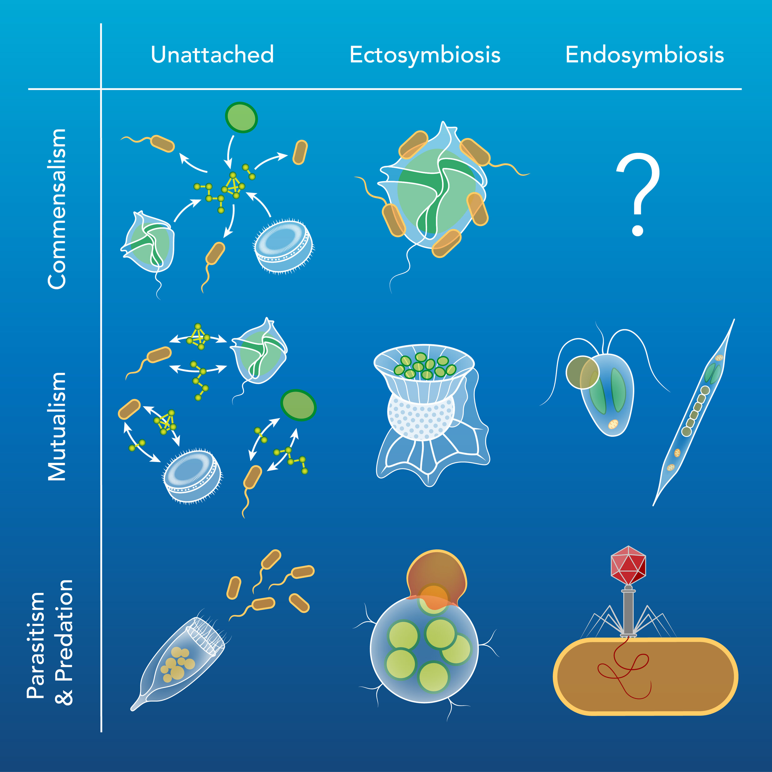 Symbiotic Relationships in Oceanic Microorganisms