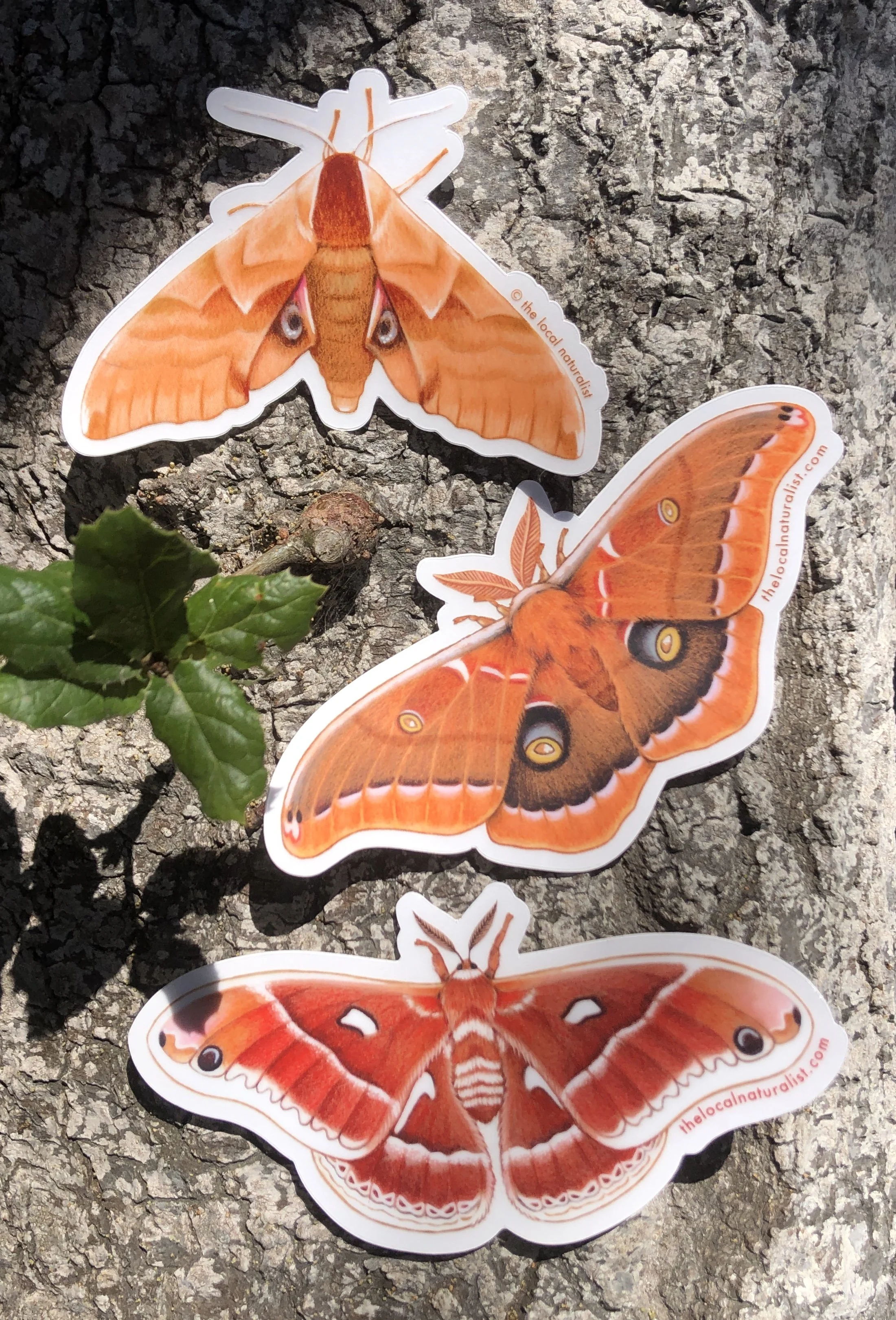 Moth_Sticker_Set.jpg