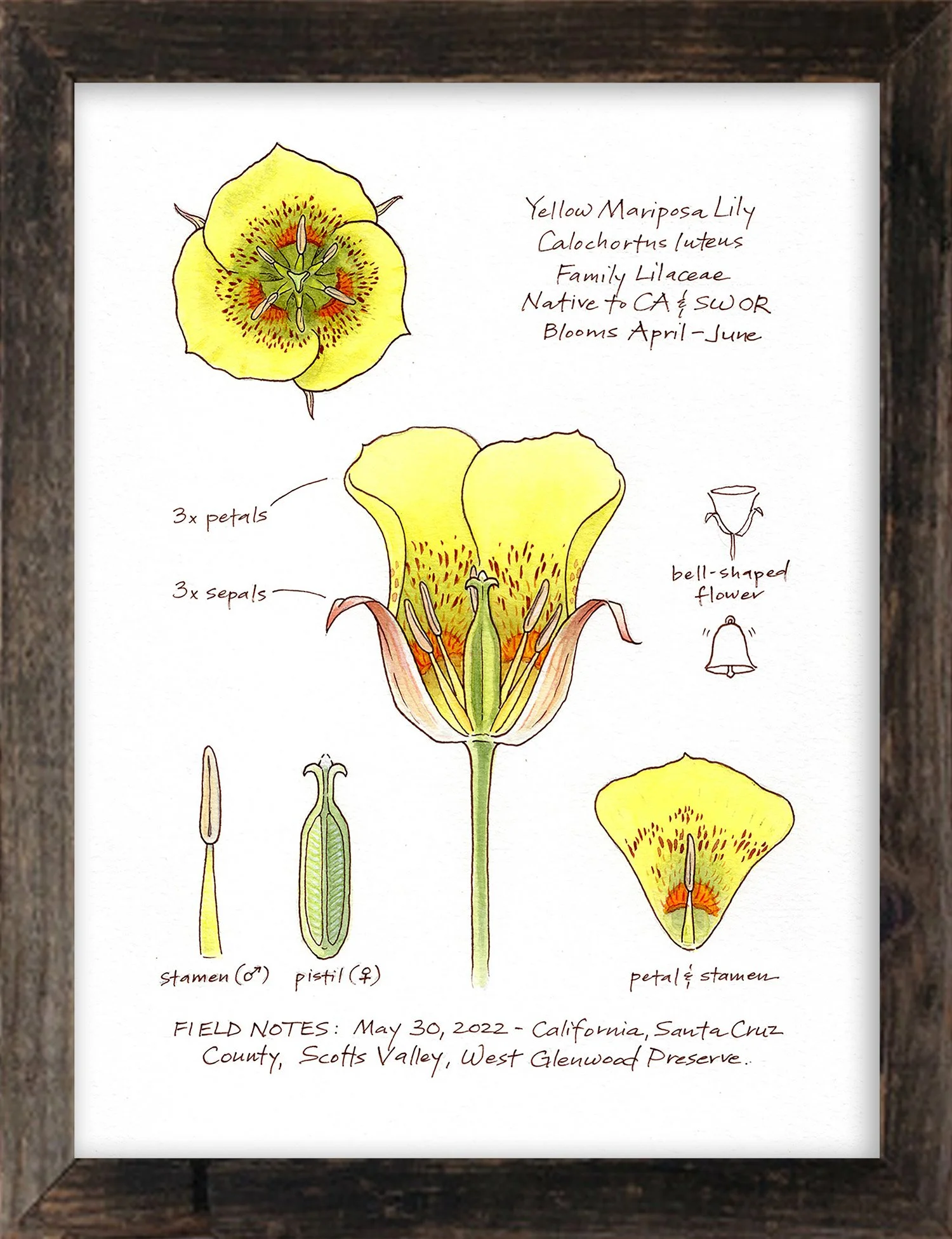 Calochortus_luteus_FRAMED.jpg