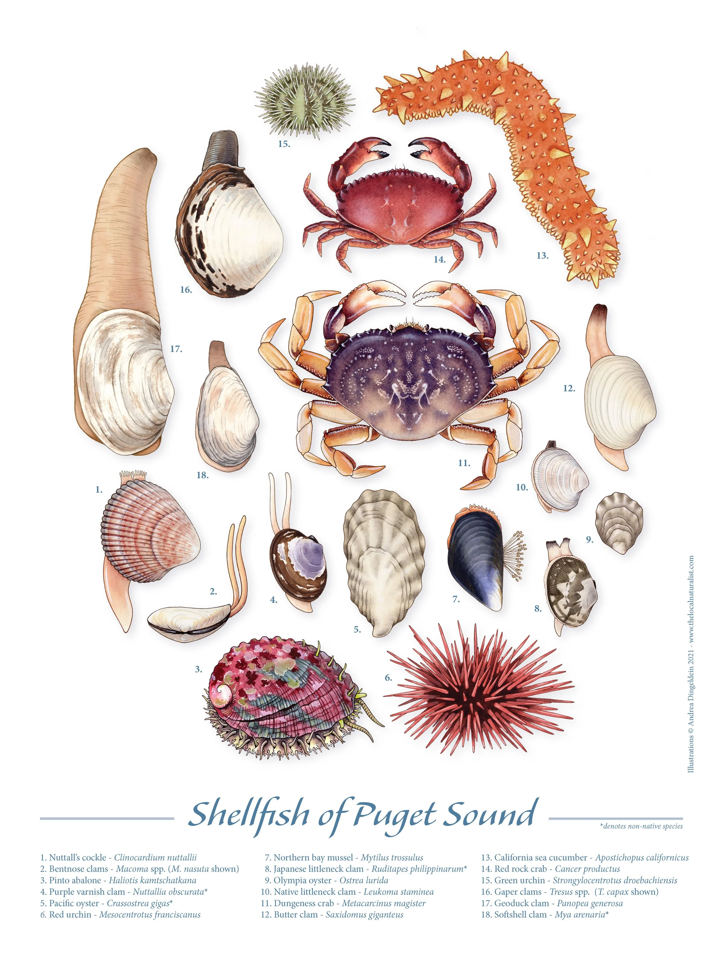 Shellfish of Puget Sound_18x24_WEB.jpg