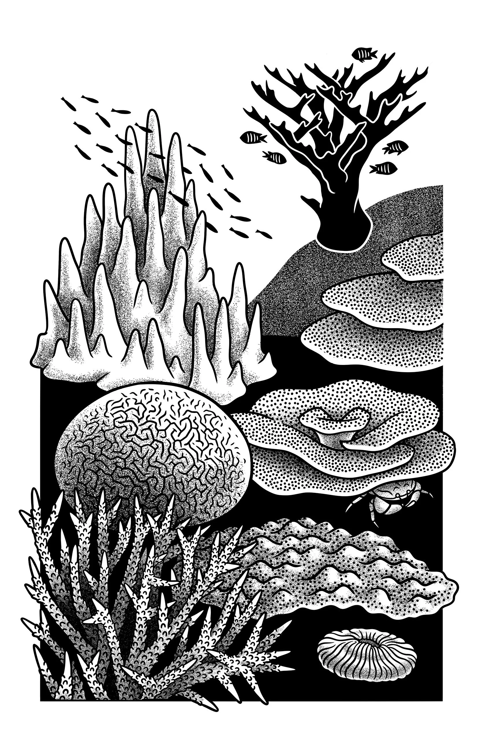 Hard Corals_Diversity.jpg