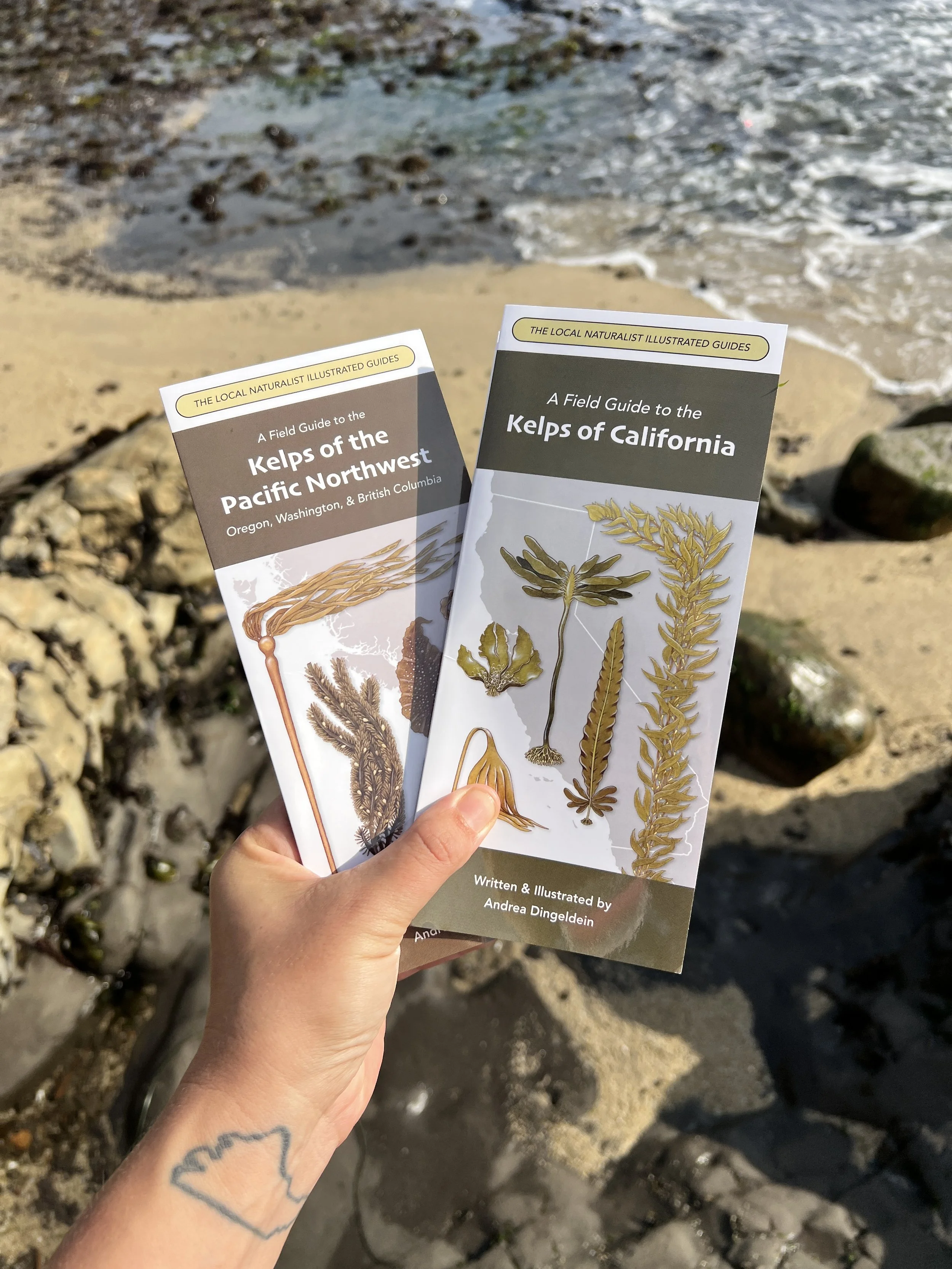 Kelps of PNW_2.JPG