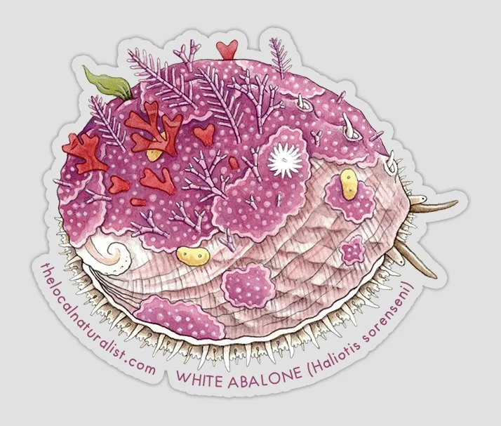 White_Abalone_light.jpg