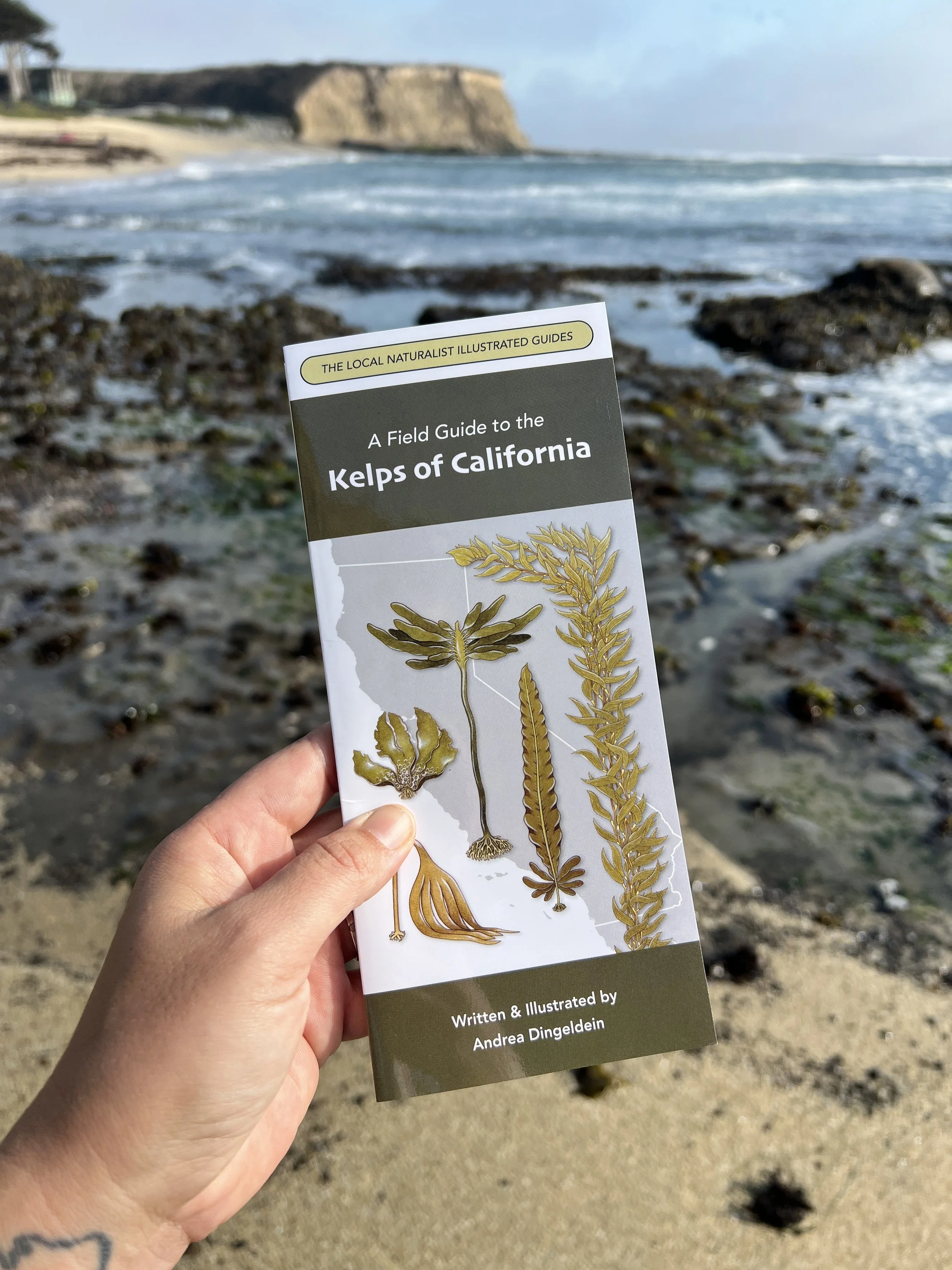 Kelps of CA_1.JPG