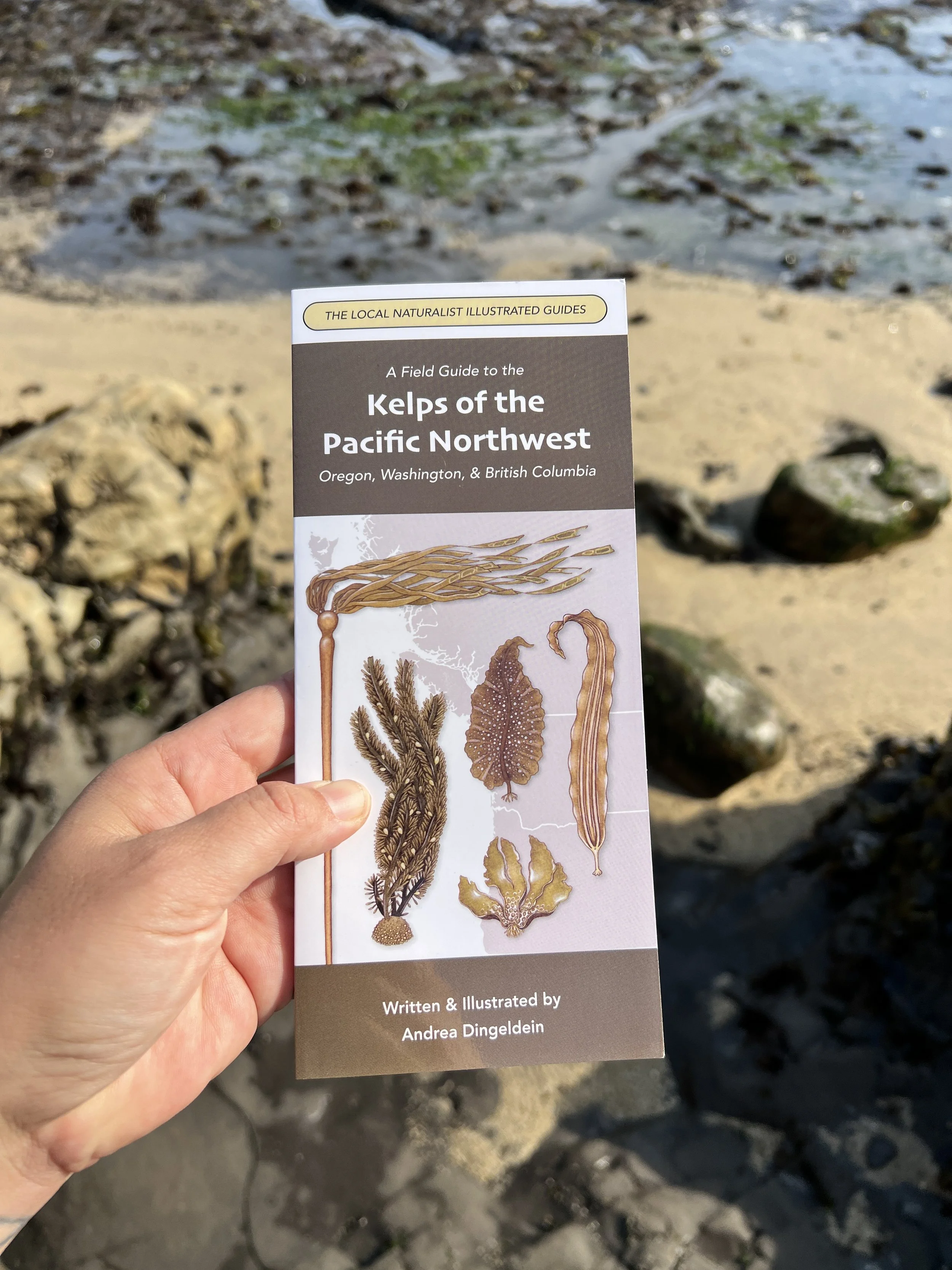 Kelps of PNW_1.JPG