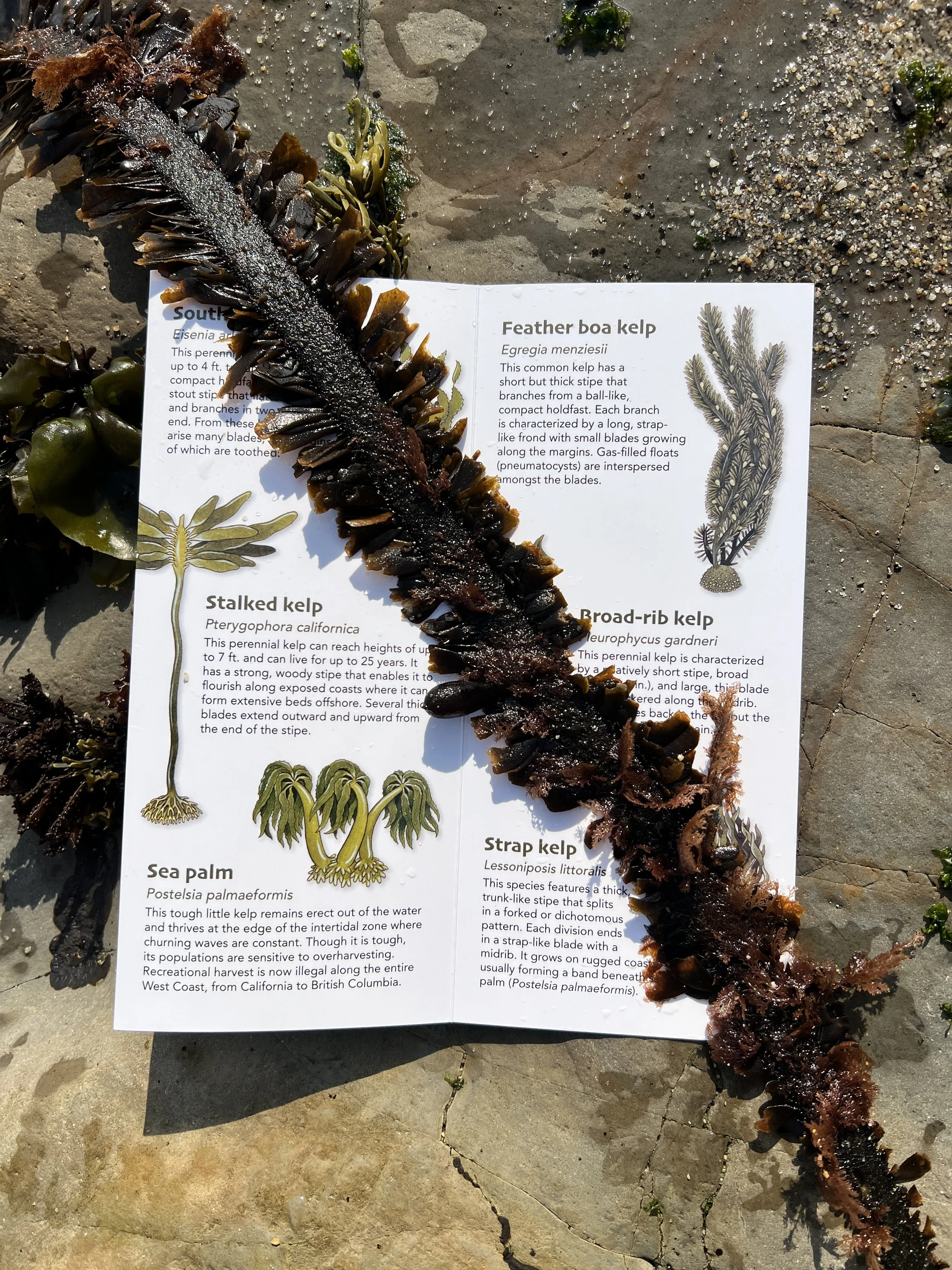 Kelps of CA_4.JPG