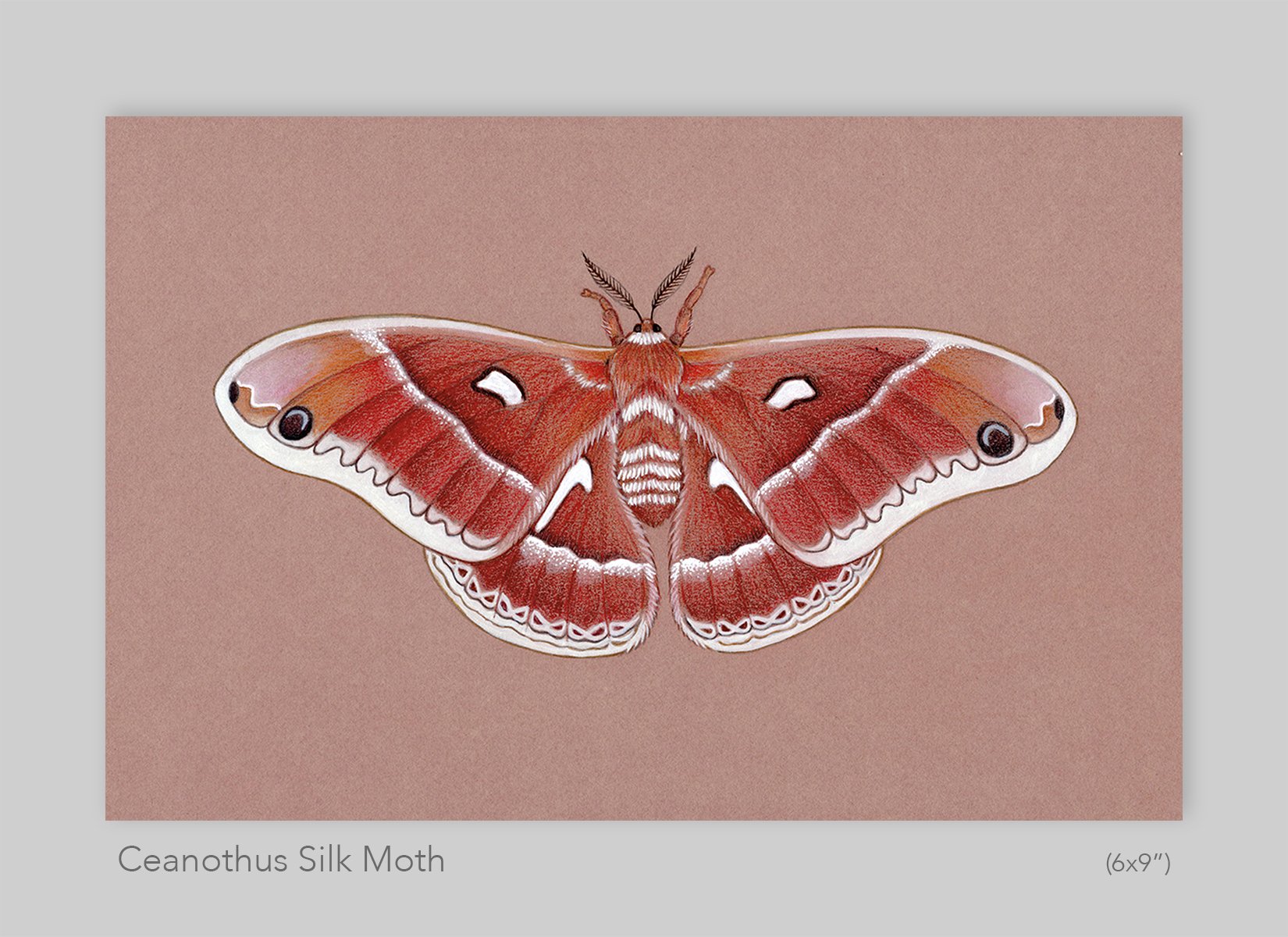 6x9_Ceanothus Moth Mockup.jpg