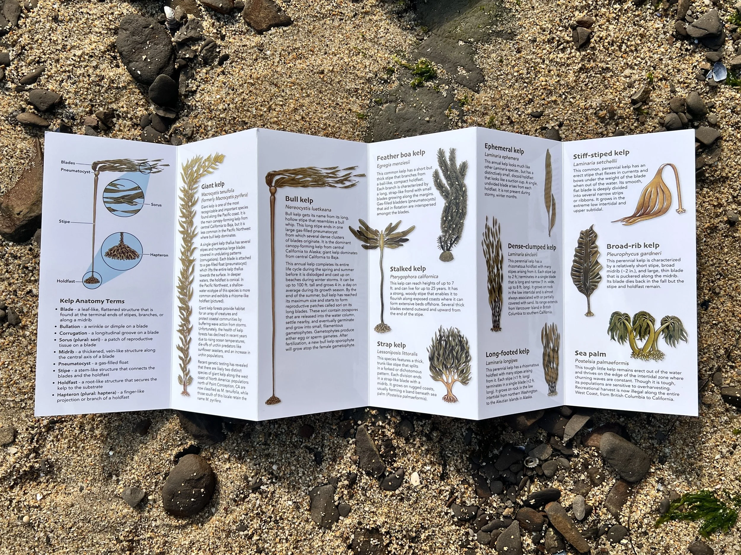 Kelps of PNW_5.jpg