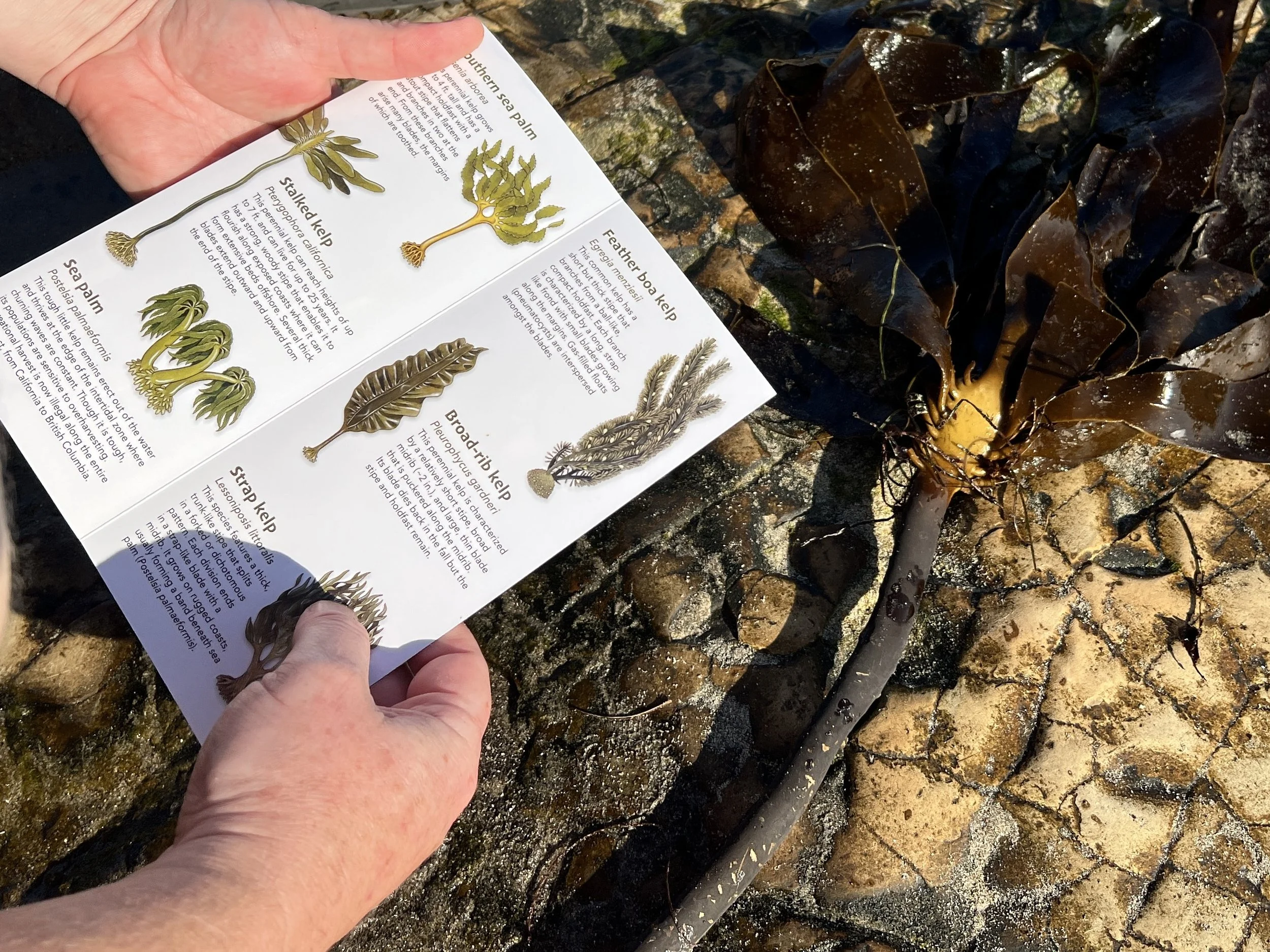 Kelps of CA_5.jpg