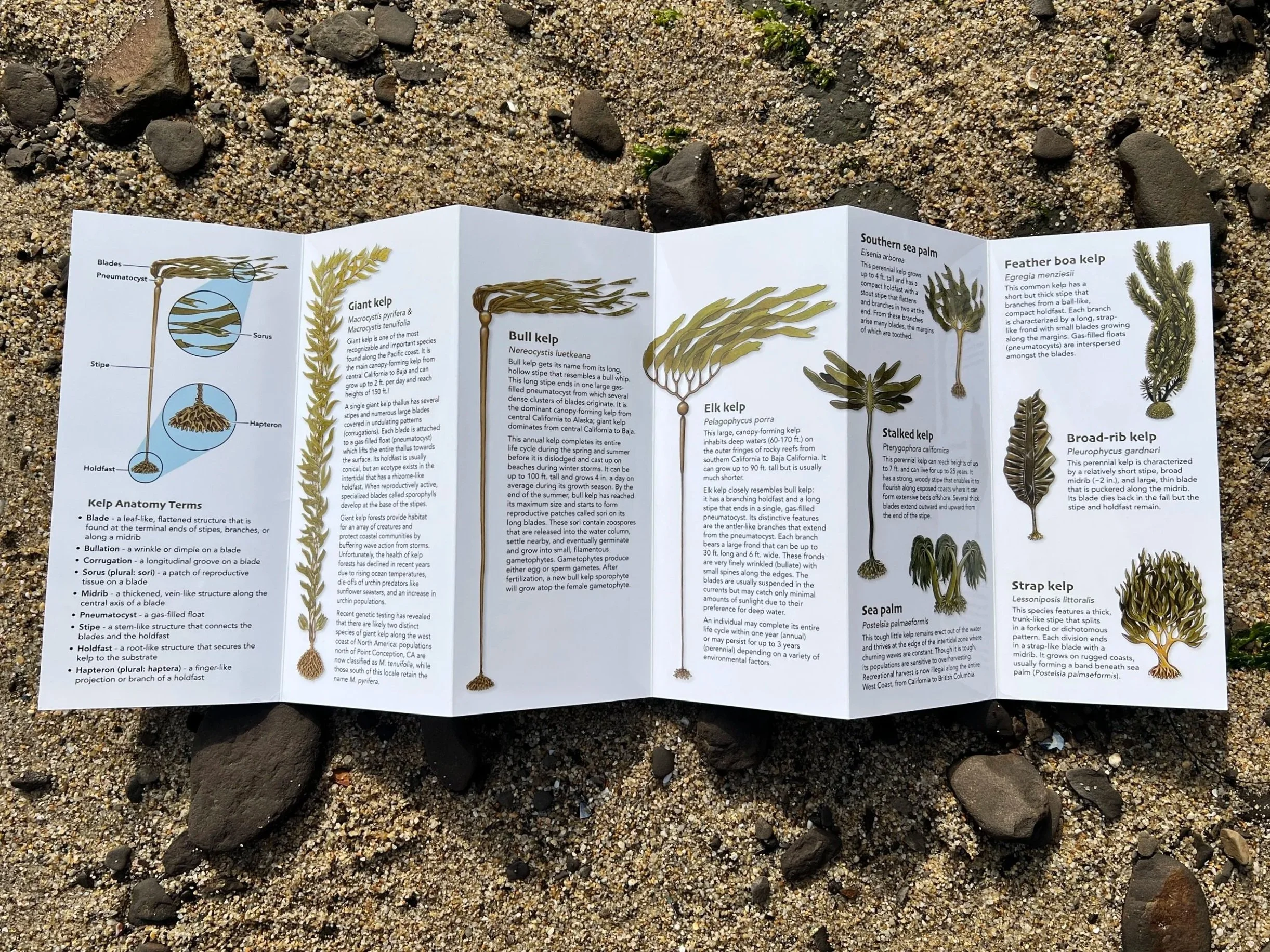 Kelps+of+CA_3.jpg