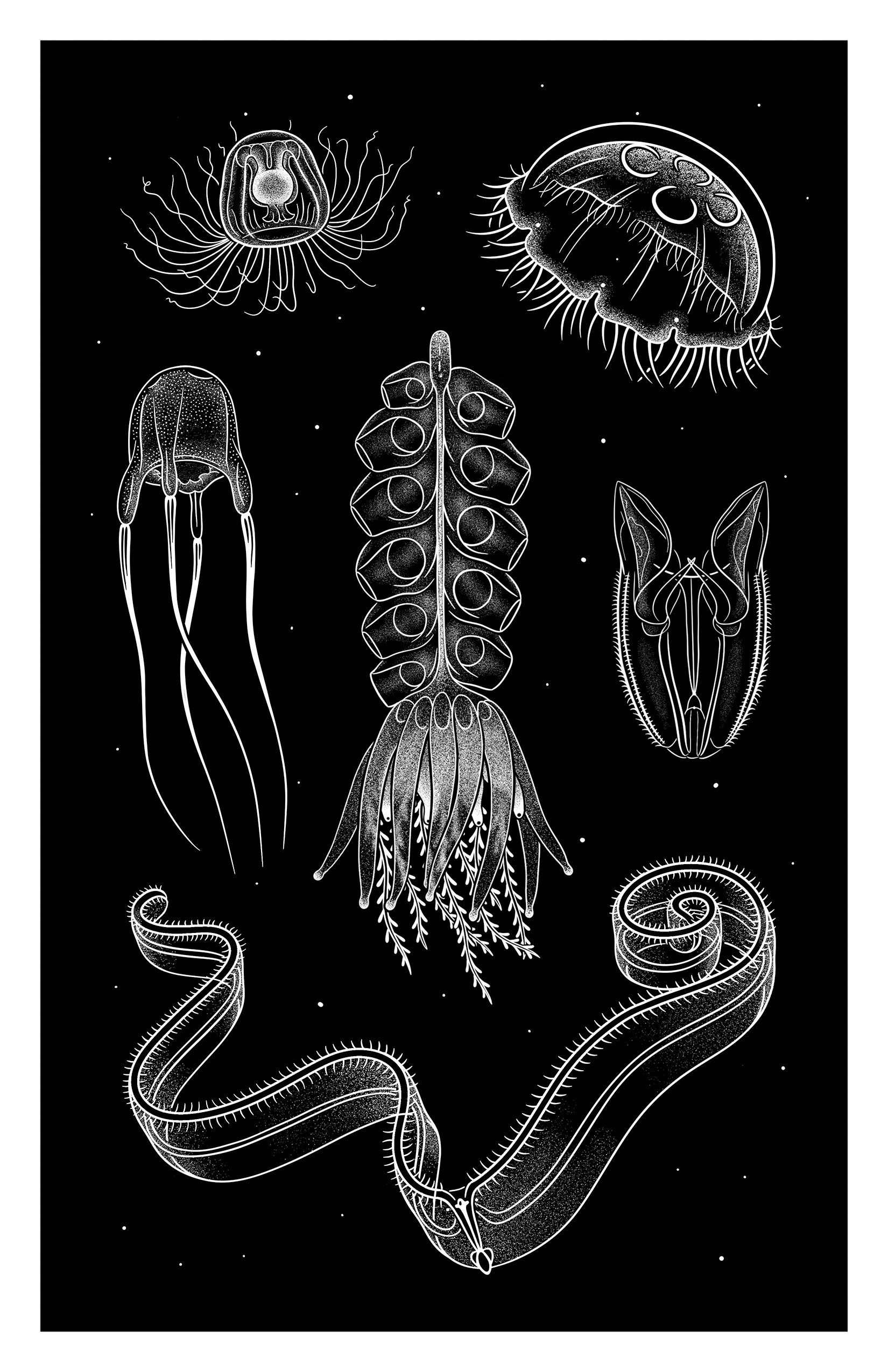 Jellies_Diversity.jpg