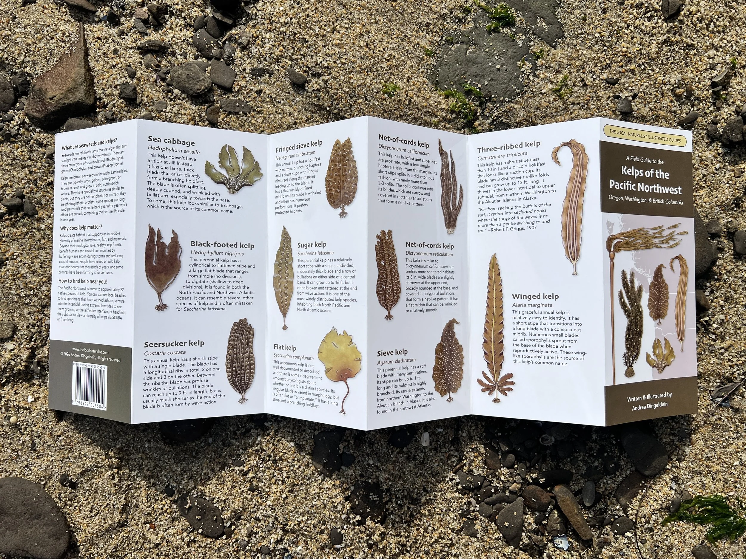 Kelps of PNW_4.jpg