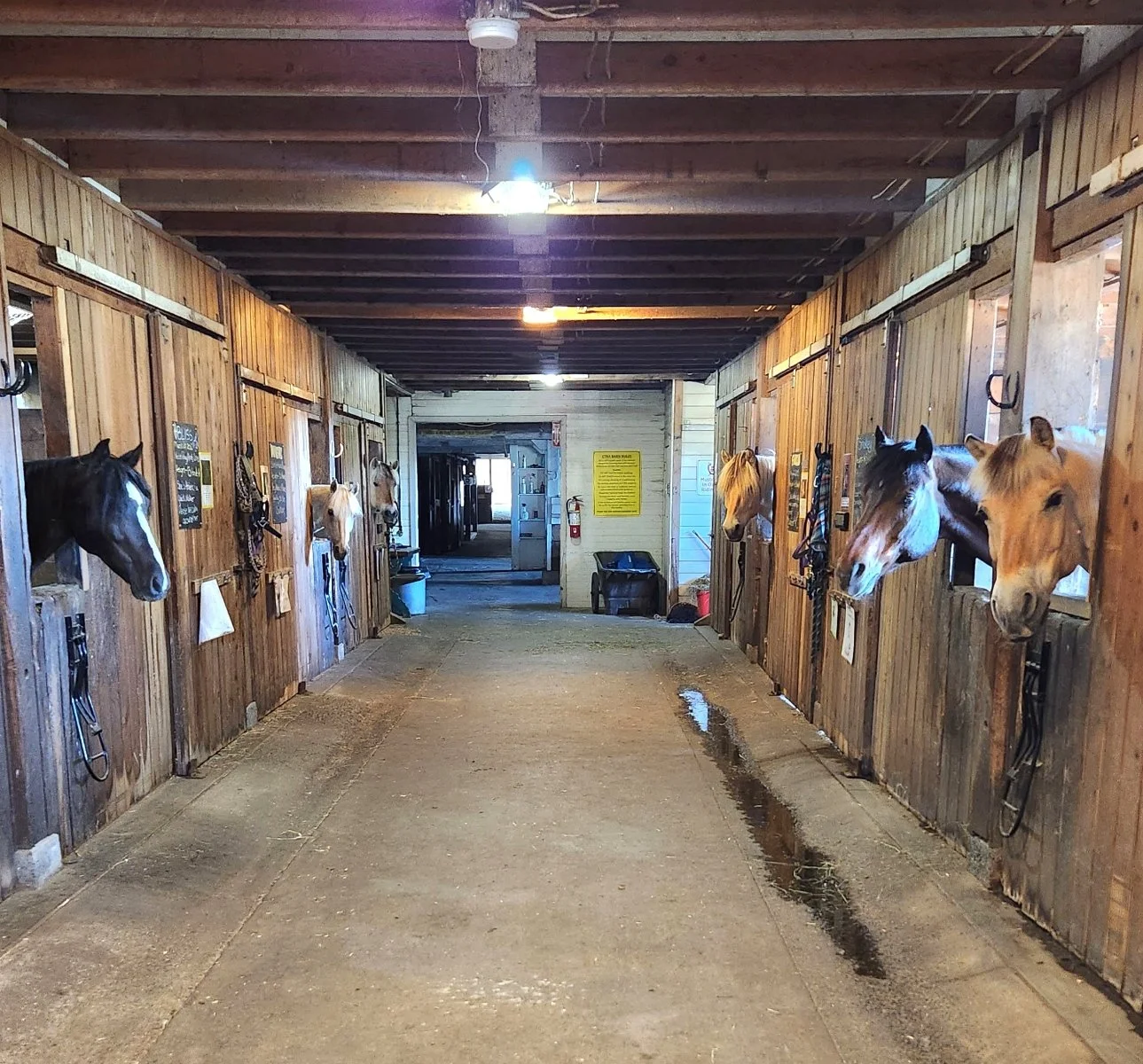 2023 meet the herd.jpeg