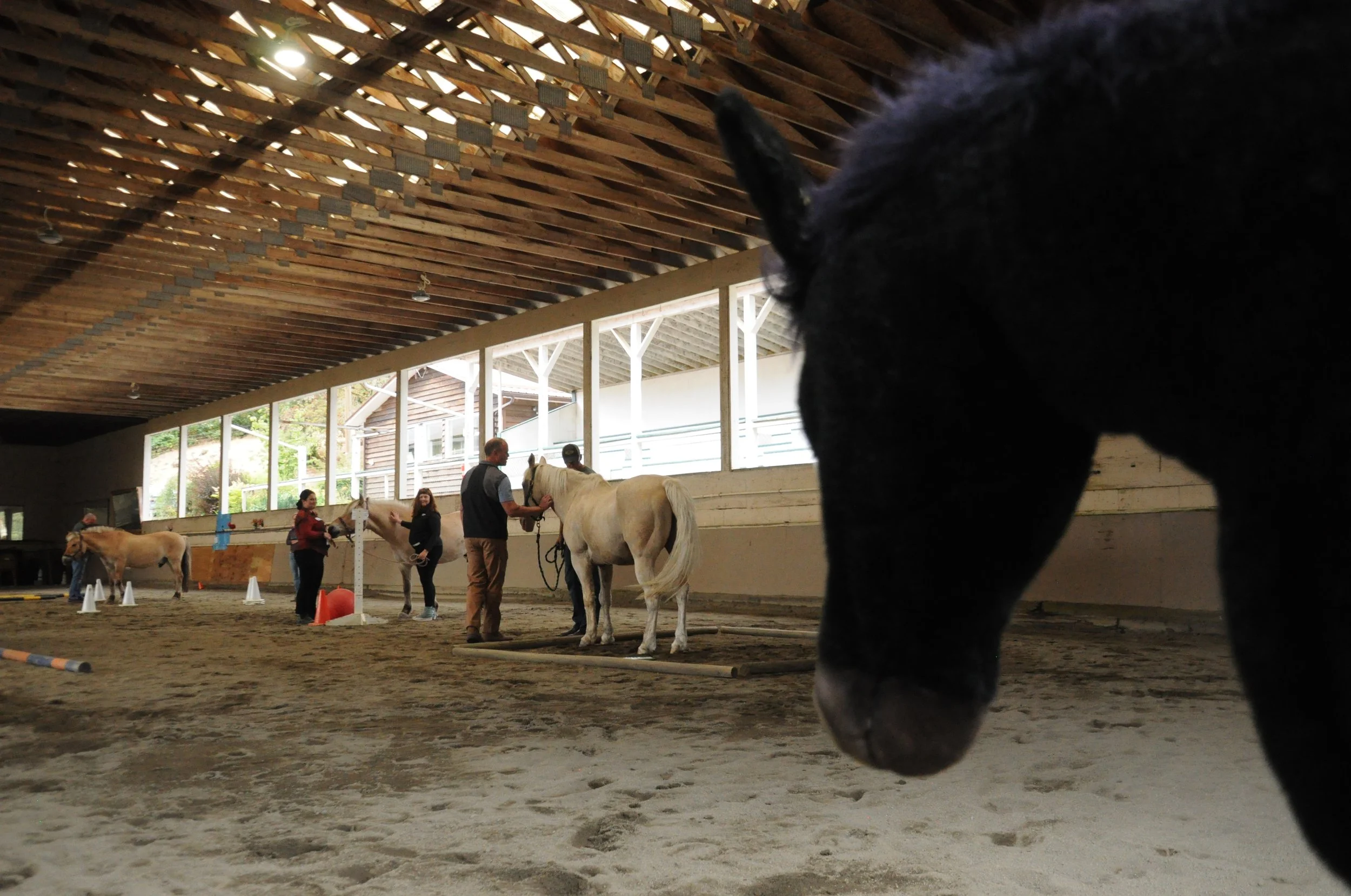 Whole class with horses.JPG