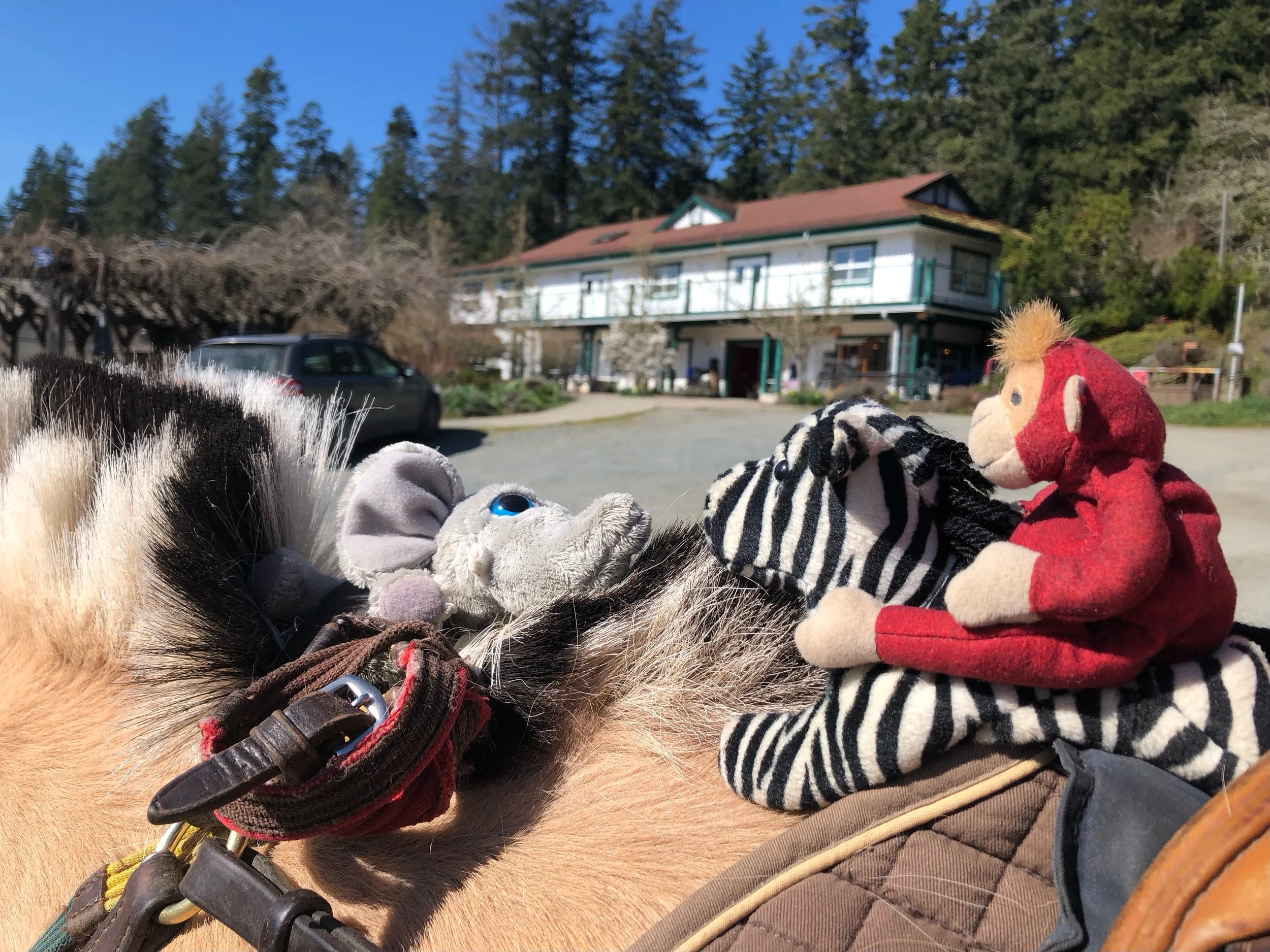 Explore the Horse Summer Camp #3