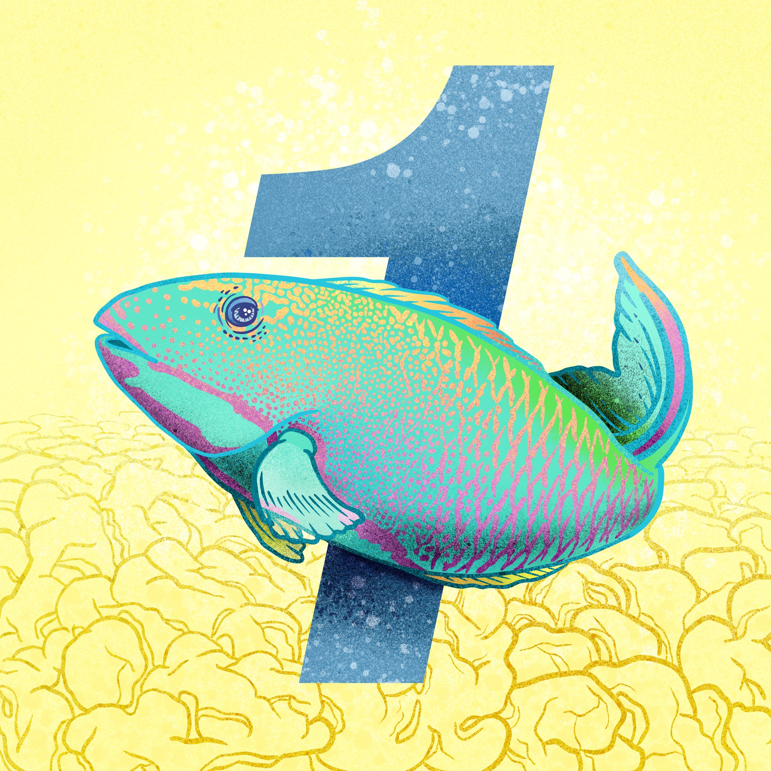 Uhu (Bullethead Parrotfish)