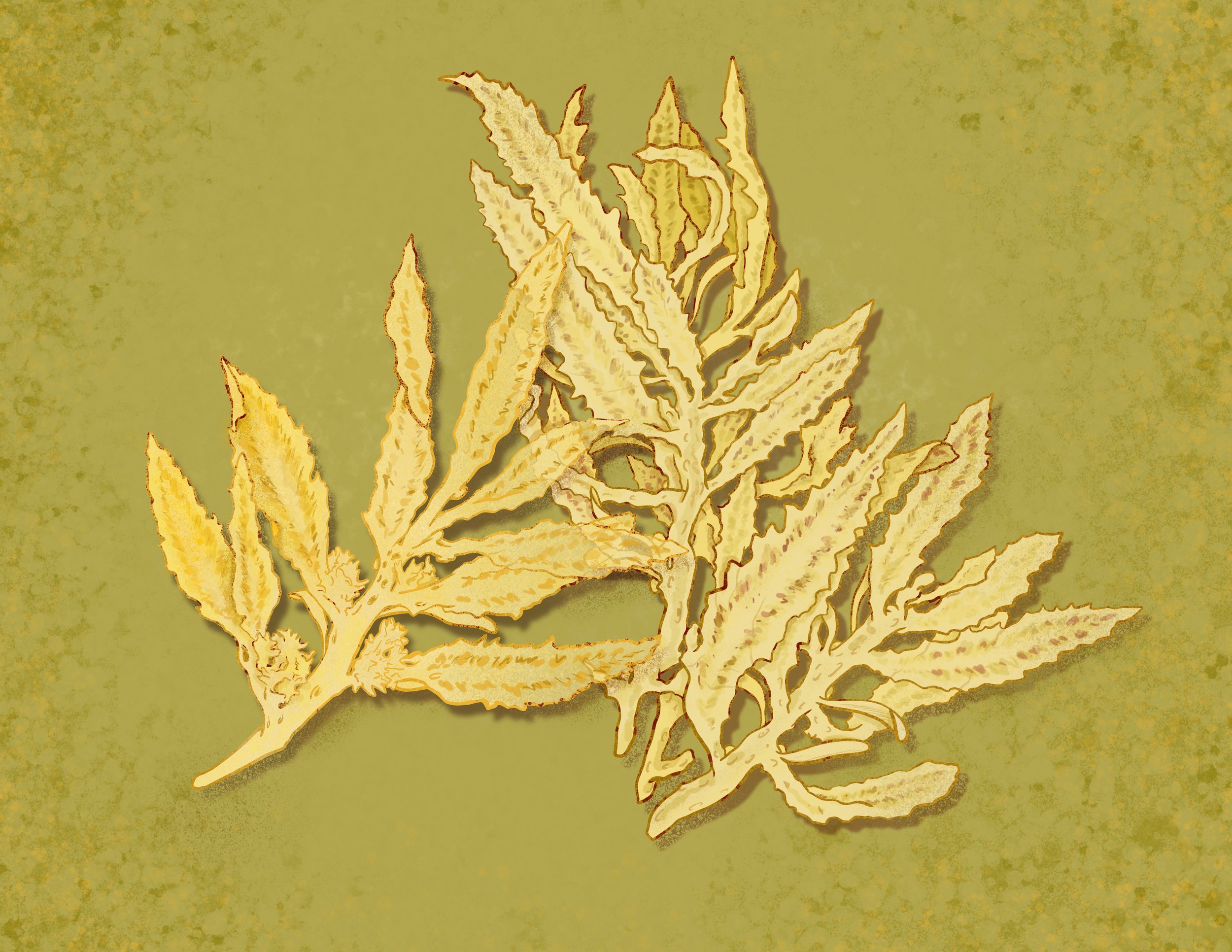 Limu Kala (Sargassum echinocarpum)