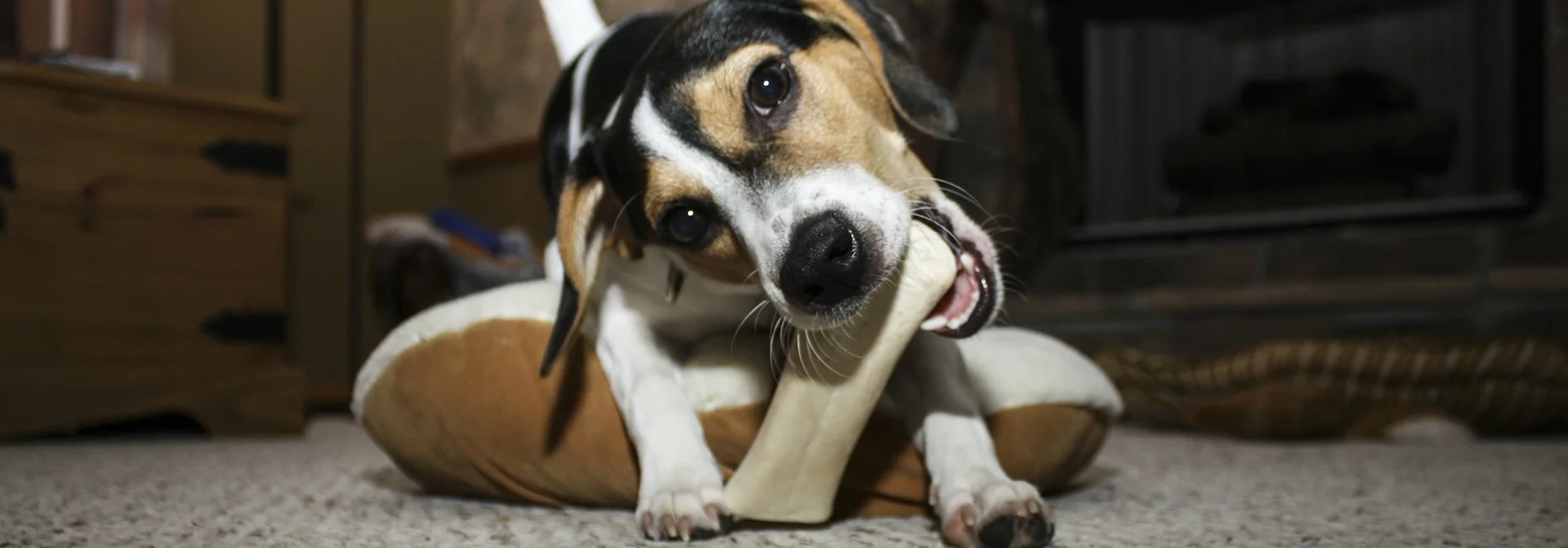 dog-963970_19202.jpg