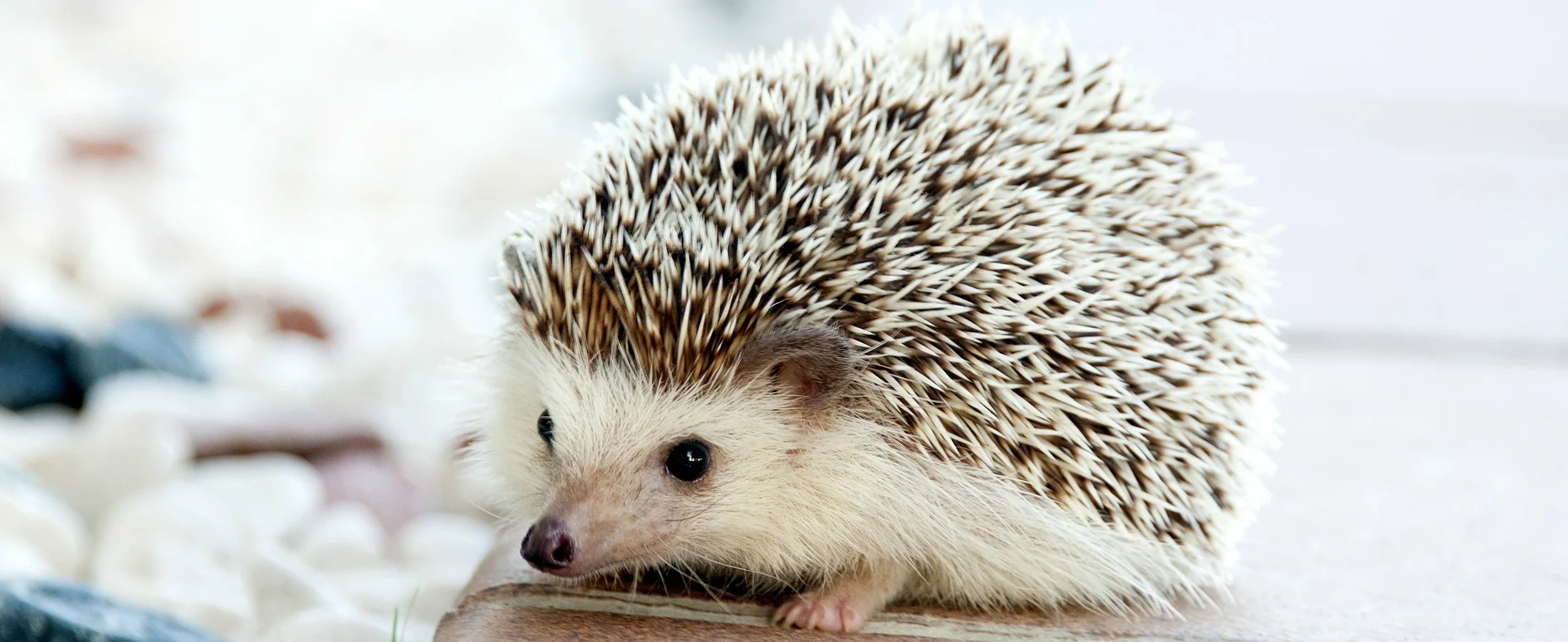 hedgehog-468228_19202.jpg