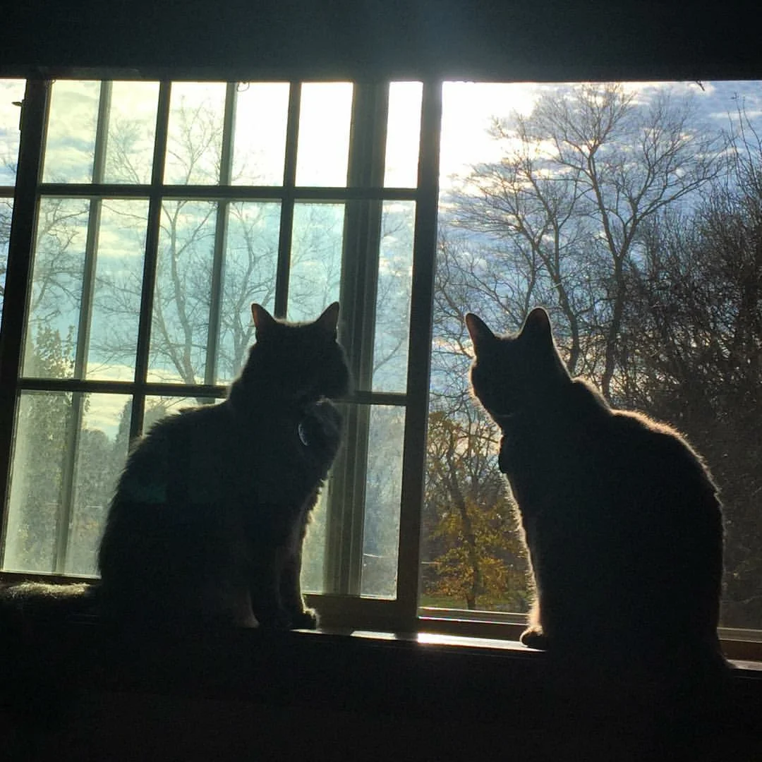 cats in window.JPG