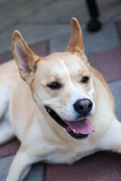 For the Love of Fire Dogs