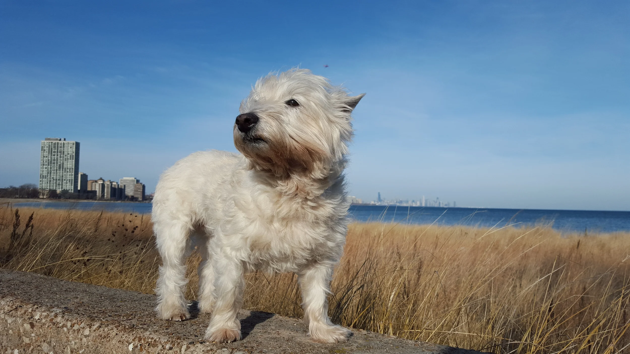 What Phoebe the Westie Taught Me About Active Senior Pets