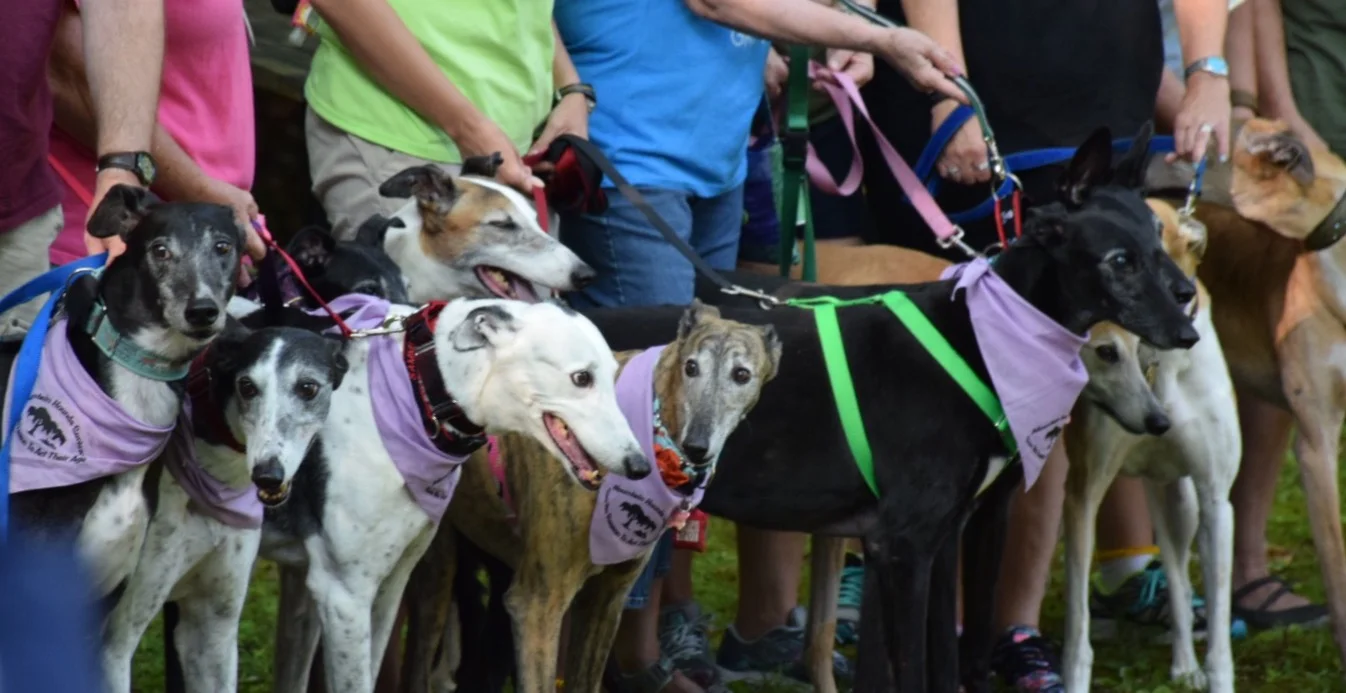 Mountain Hounds Event