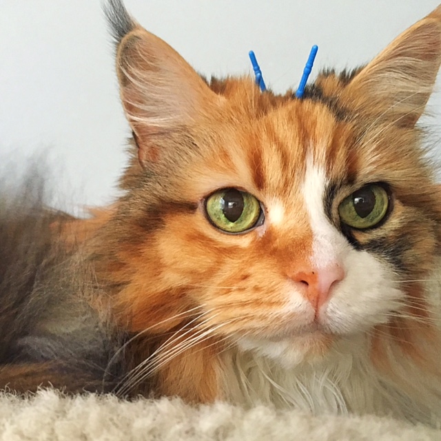 Lucy posing during acupuncture