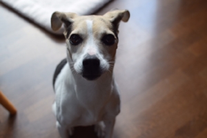 Madeleine waiting for toast.