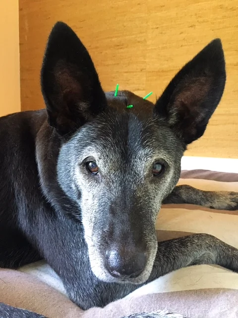 Paco gets Acupuncture in his home in Charlotte, NC