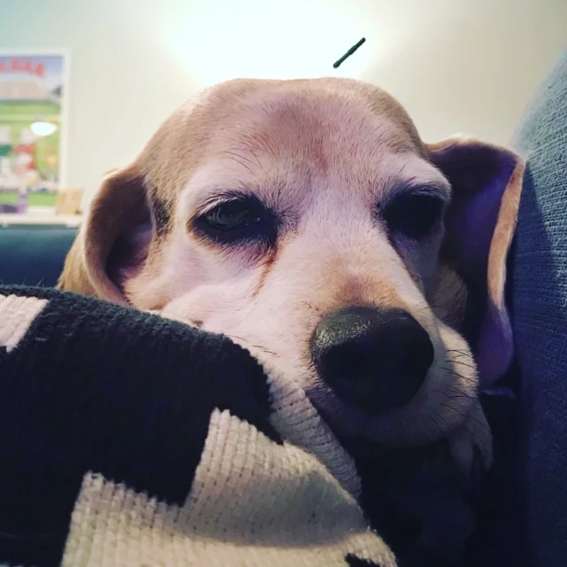 Photo Gallery — Meridian Mobile Veterinary Care