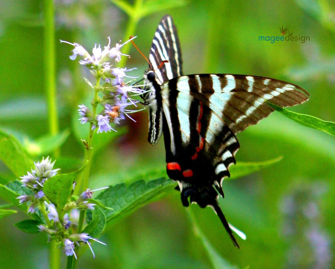 The Native Plant Podcast