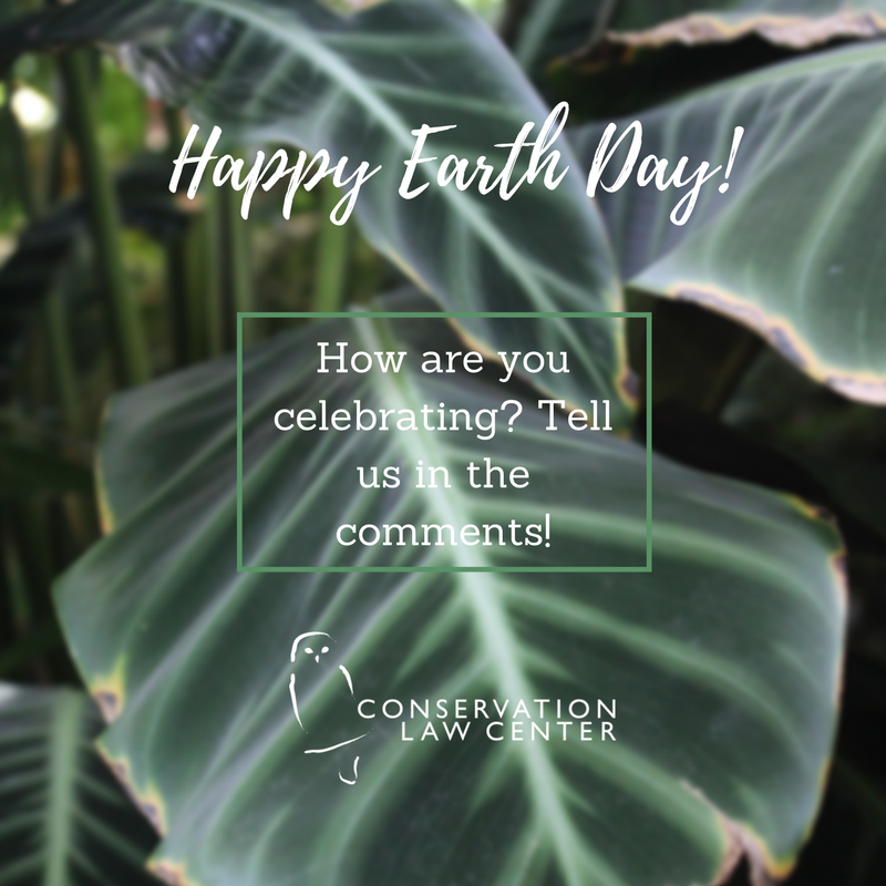Be creative. There’s no right way to avoid plastic. Shift the spotlight to new and old materials and see what works for the task at hand. When I was traveling, I learned how to use banana leaves as lunch sacks. We don’t have banana trees in Indiana,…