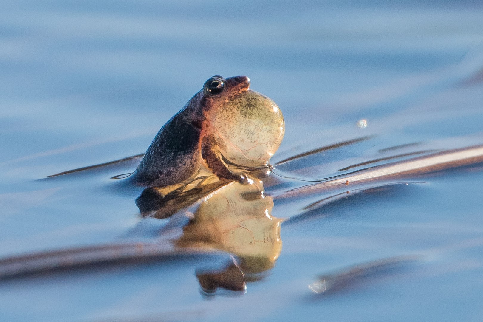 Frog at Columbia Mine by Richard Vernier.jpg