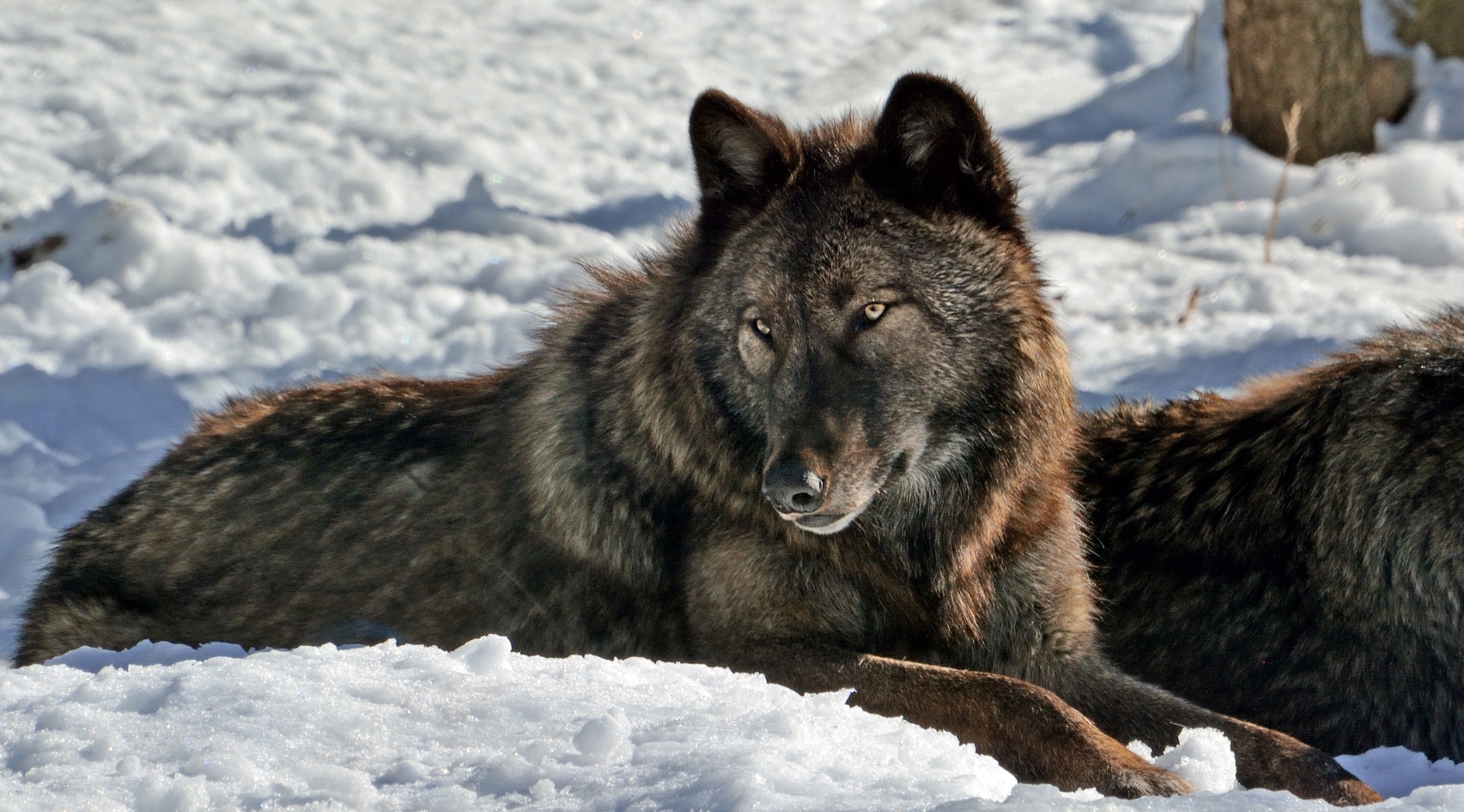 Spinus-gray-wolf-2015-01-n027446-w.jpg