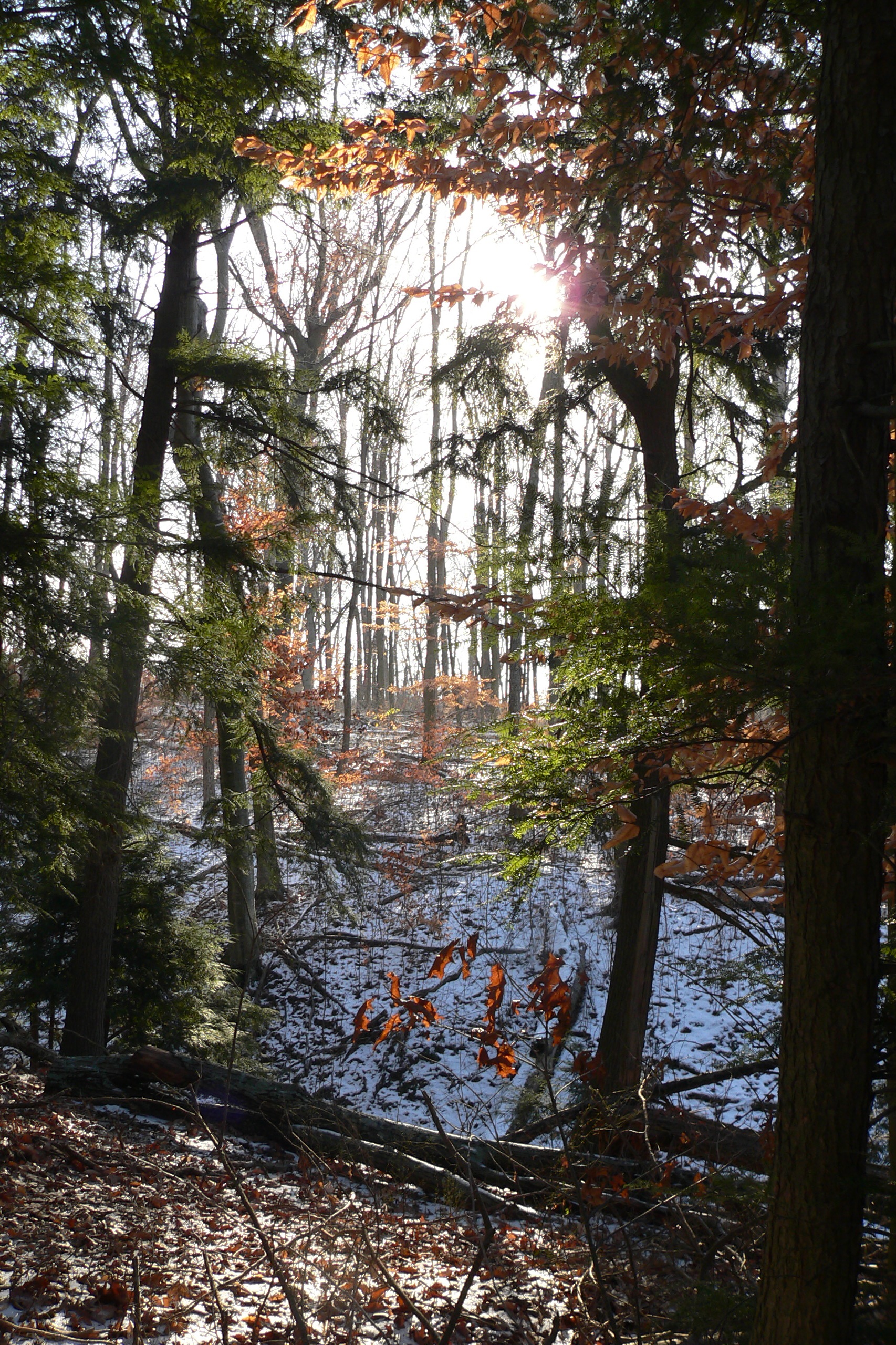 beech+leaves+with+hemlocks+and+winter+sun+at+Back+Creek+photo+credit+John+Lawrence.jpg