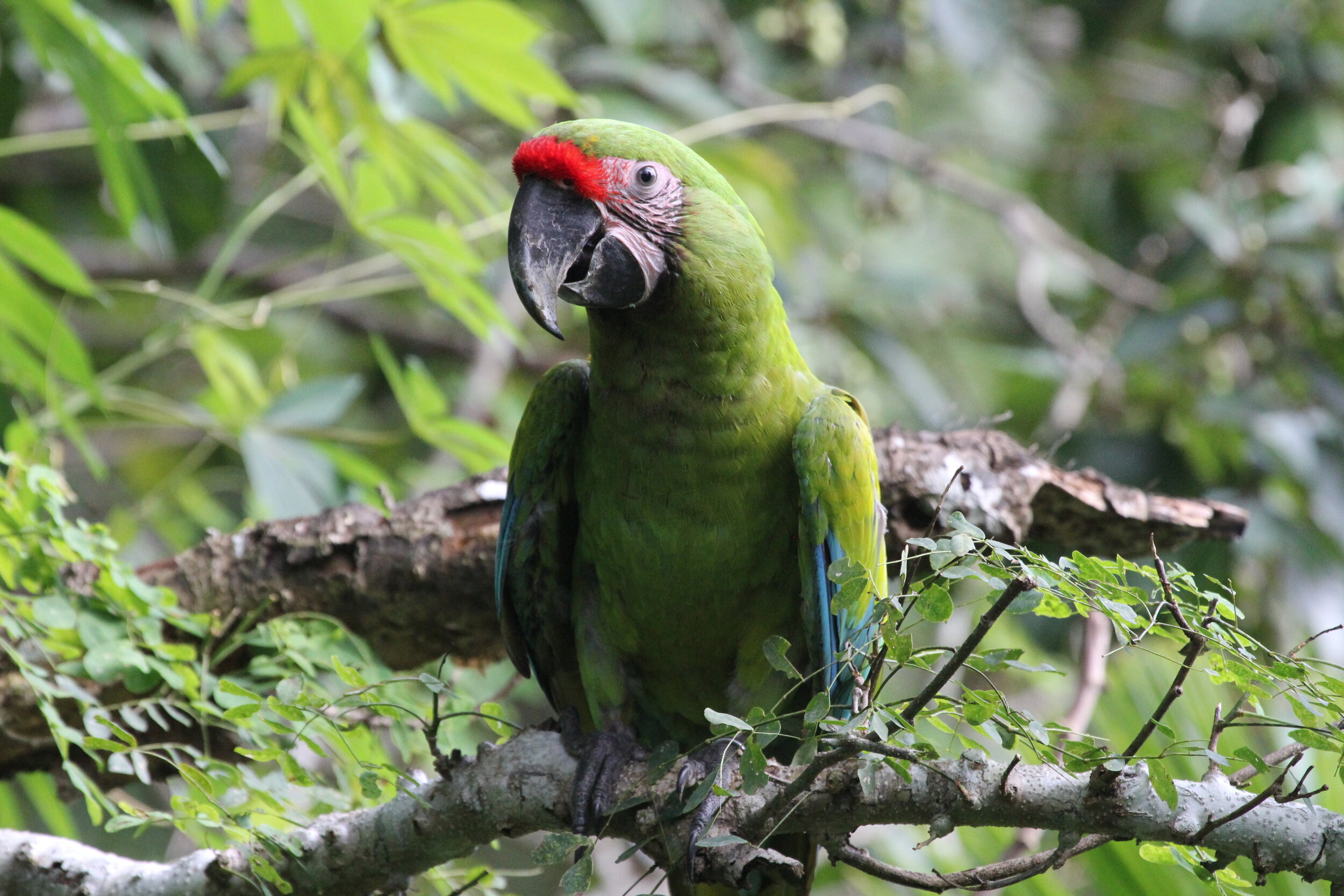 Photo provided by Macaw Recovery Network