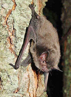 Indiana-bat-on-tree_USFWS-250.jpg