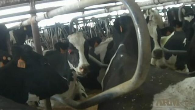 Cows