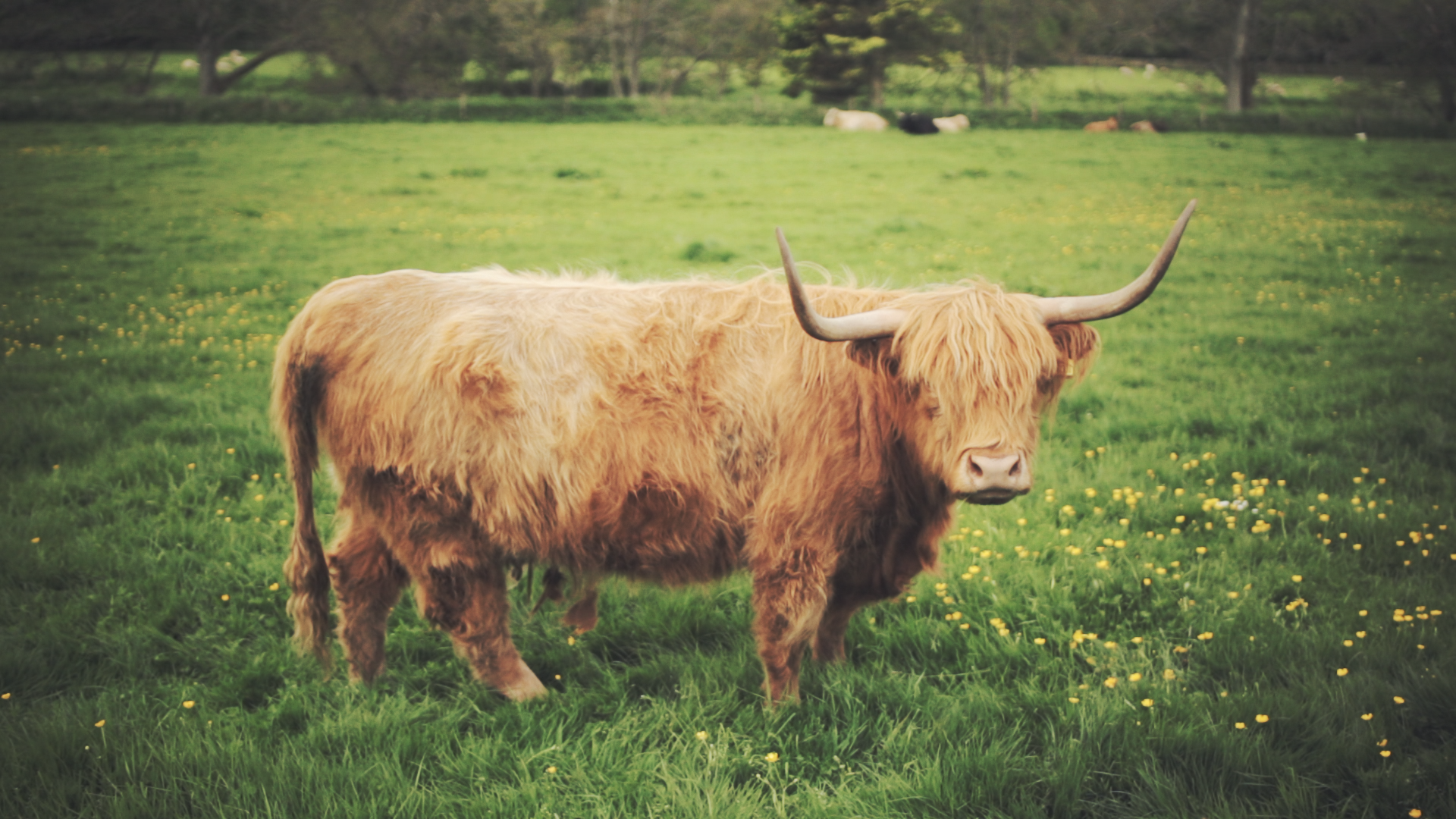 Hairy Coo of Methlick
