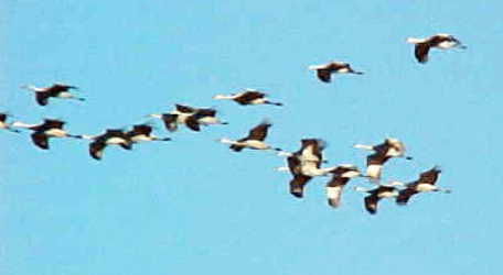 Sandhill Cranes in flight near Grand Island, Nebraska...