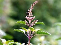 Holy Basil- Tulsi