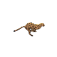 Amur Leopard's spotted fur