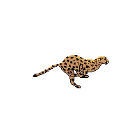 amur leopards — Blog — Drawsta