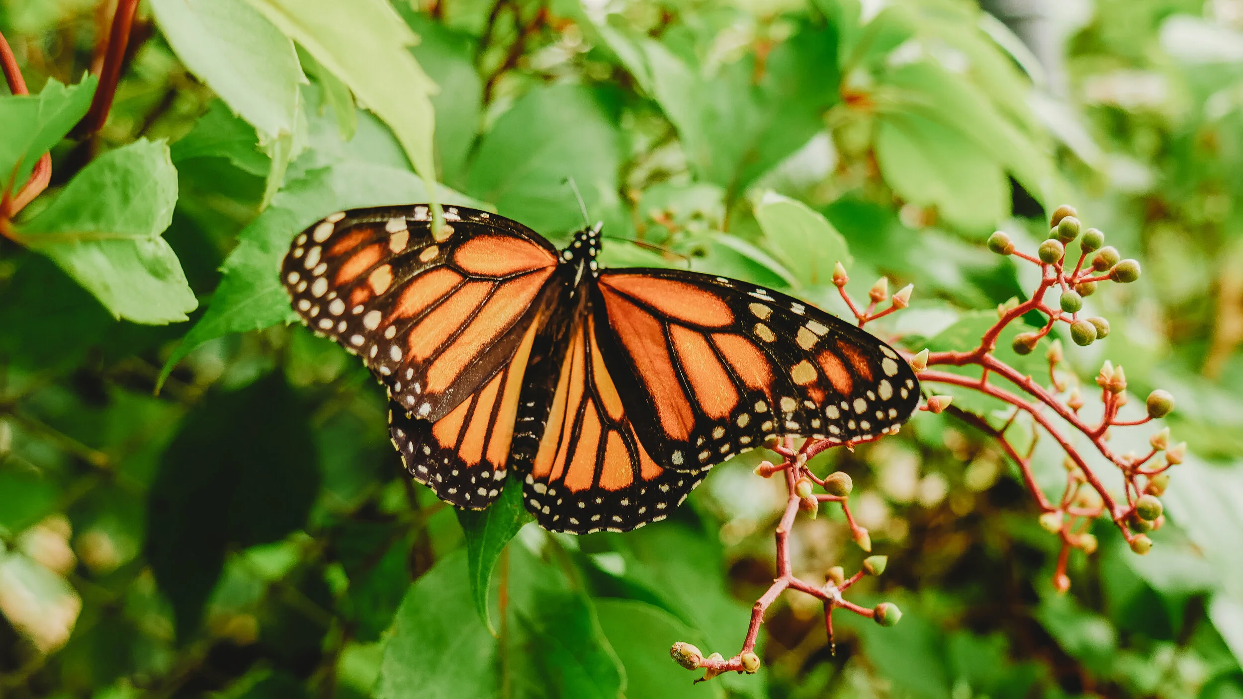 LEGION is Committed to the Preservation of the Monarch Butterfly & California Reforestation