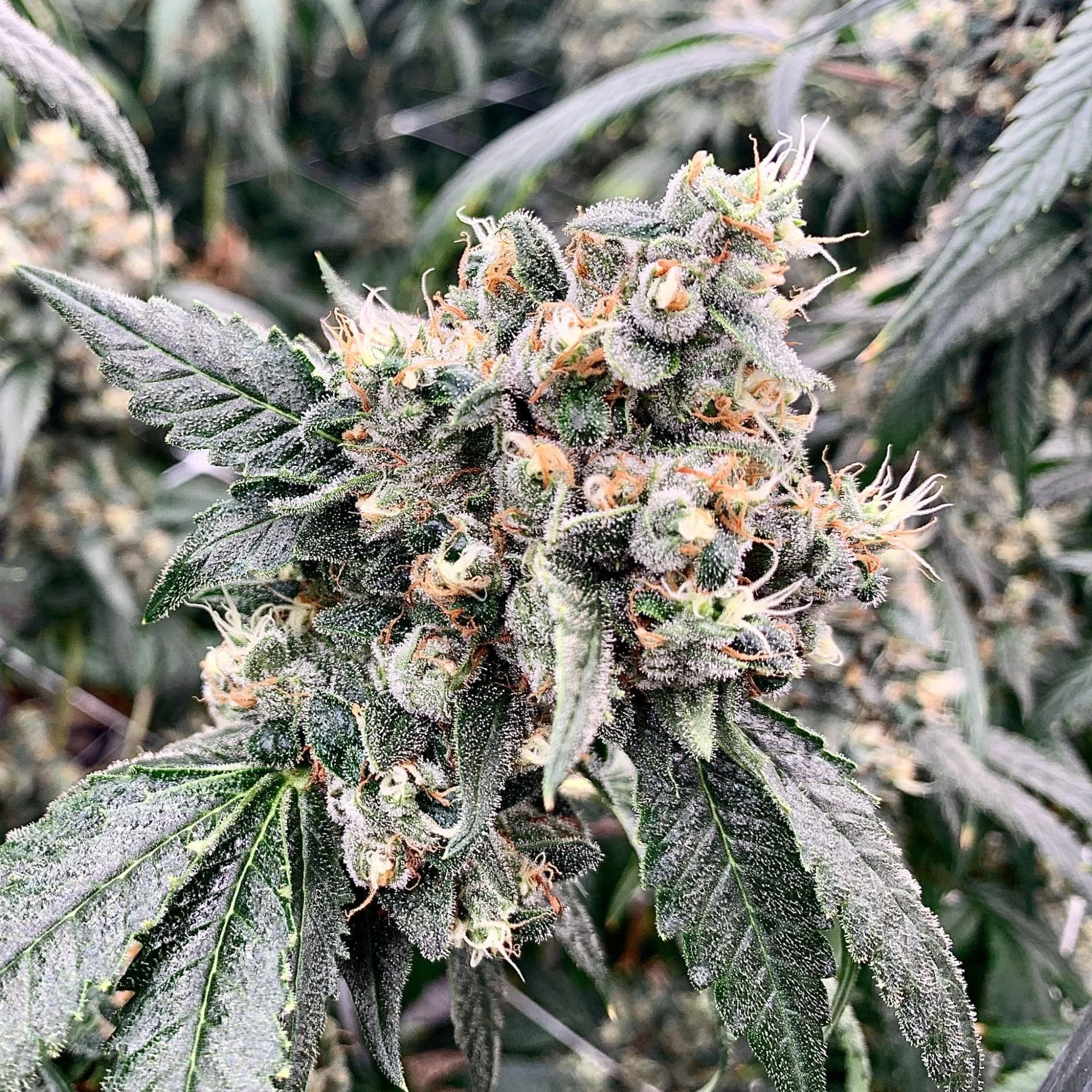 THE LEGION OF BLOOM — Exploring the Effects and Flavors of Pinene